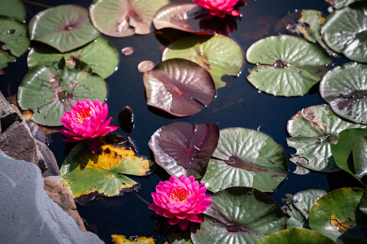 Pink water lilies and large green lily pads floating on dark water in a garden pond.