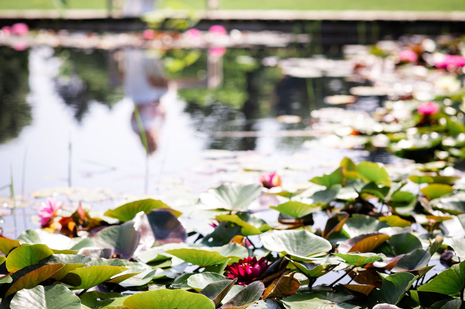 Pink water lilies float on a dark reflective pond surface with green lily pads.