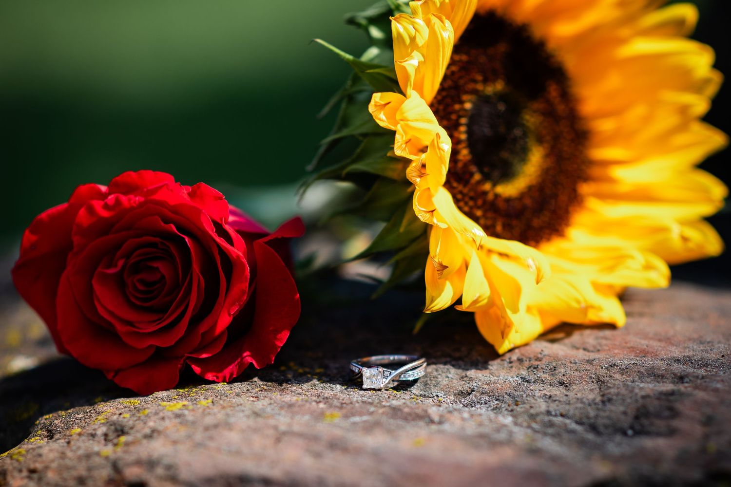 Wedding rings nestled between a red rose and sunflower on a textured stone surface.