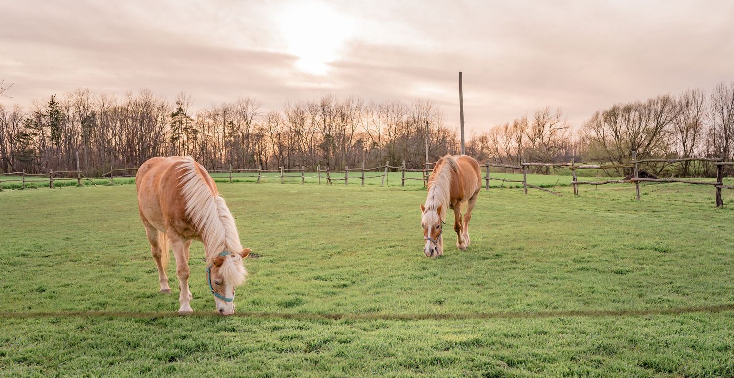 Two horses graze peacefully in green pasture during golden sunset.