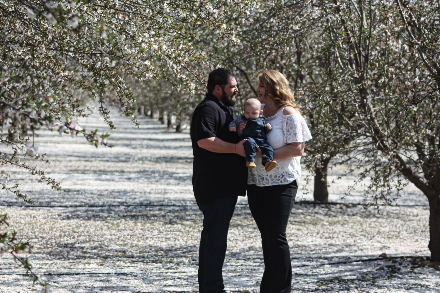 Couple embracing with their baby in a blooming almond orchard.