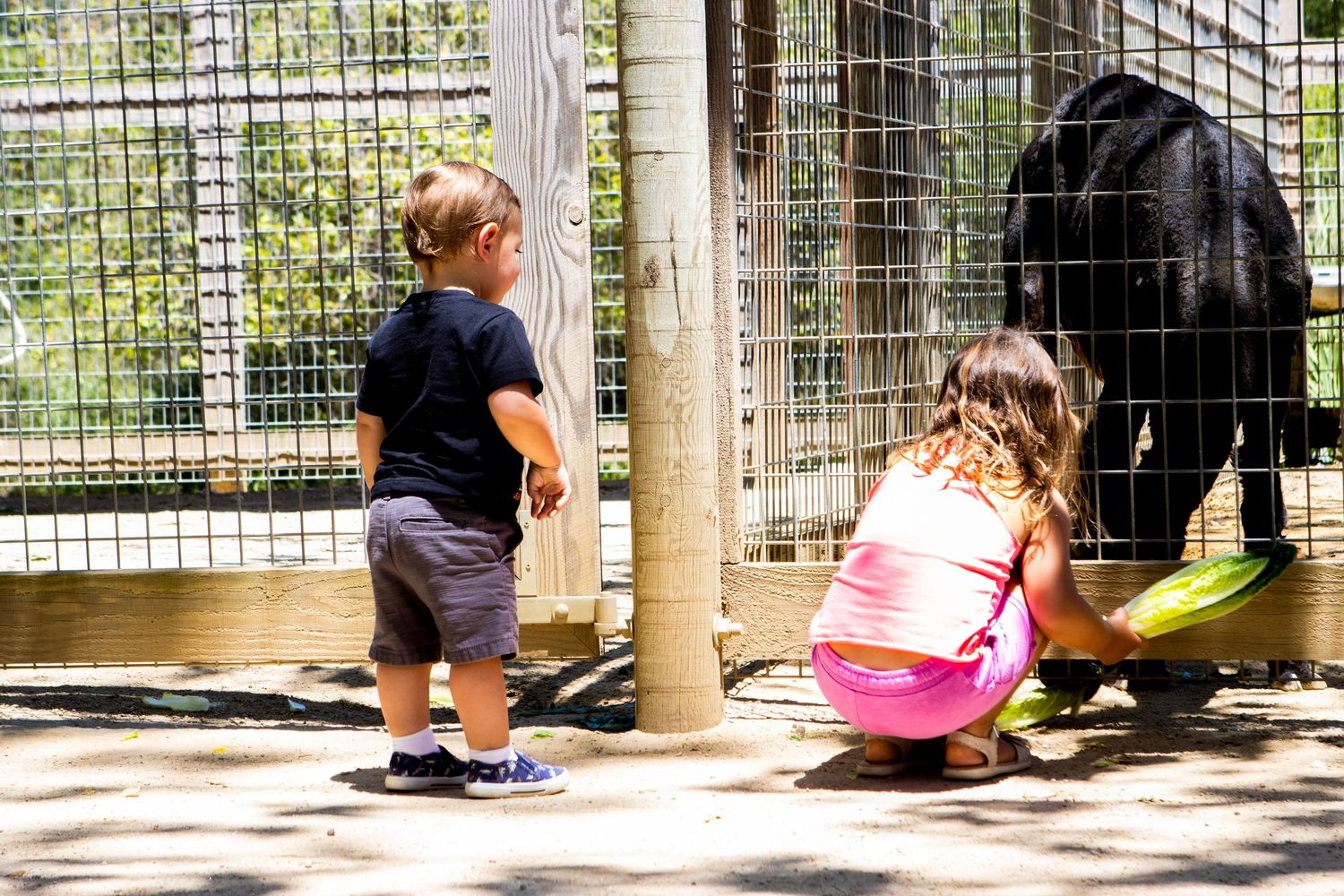 Children looking through fence at zoo exhibit on sunny afternoon.