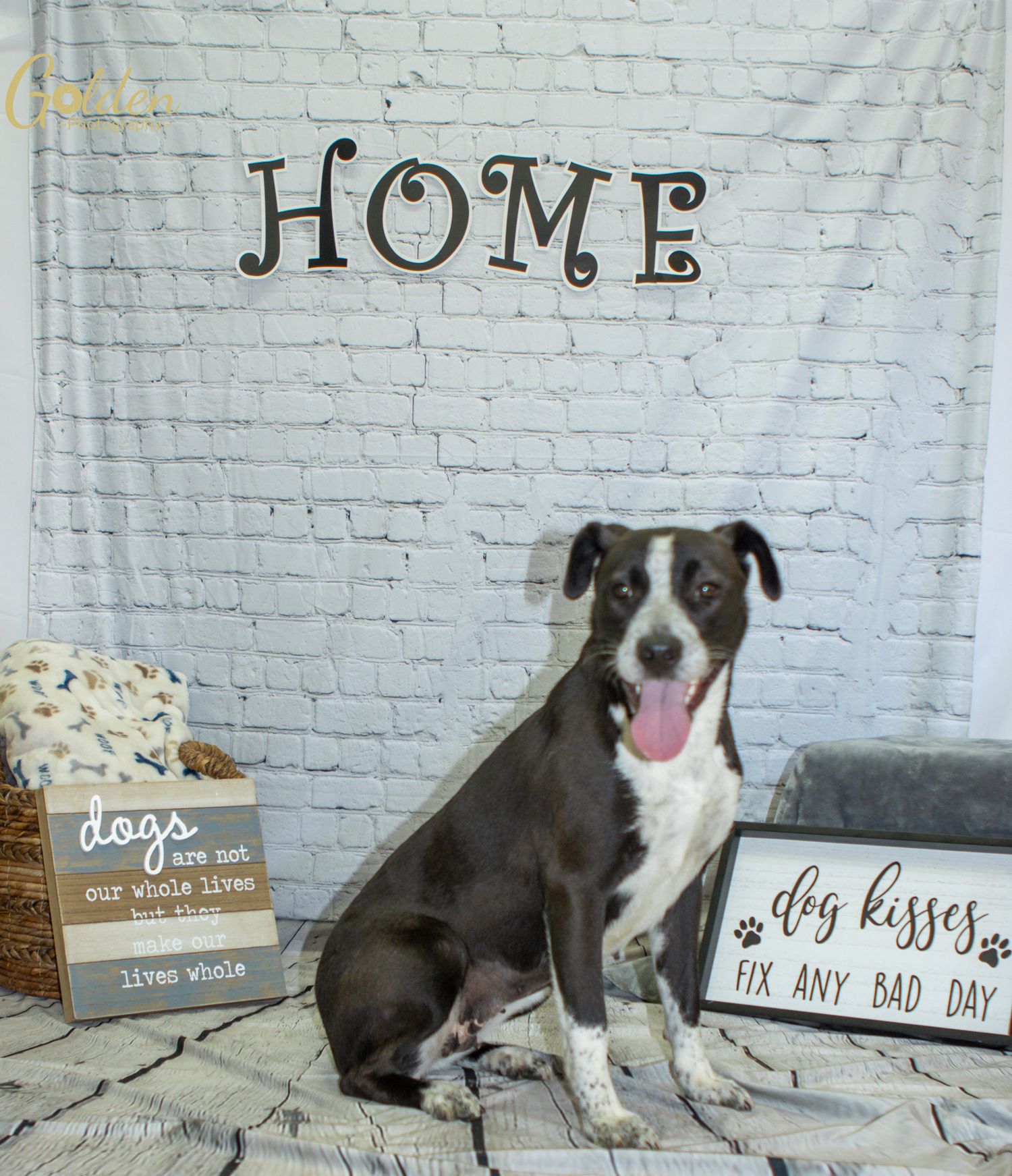 Black and white dog sits in front of white brick wall with HOME text and decorative signs.