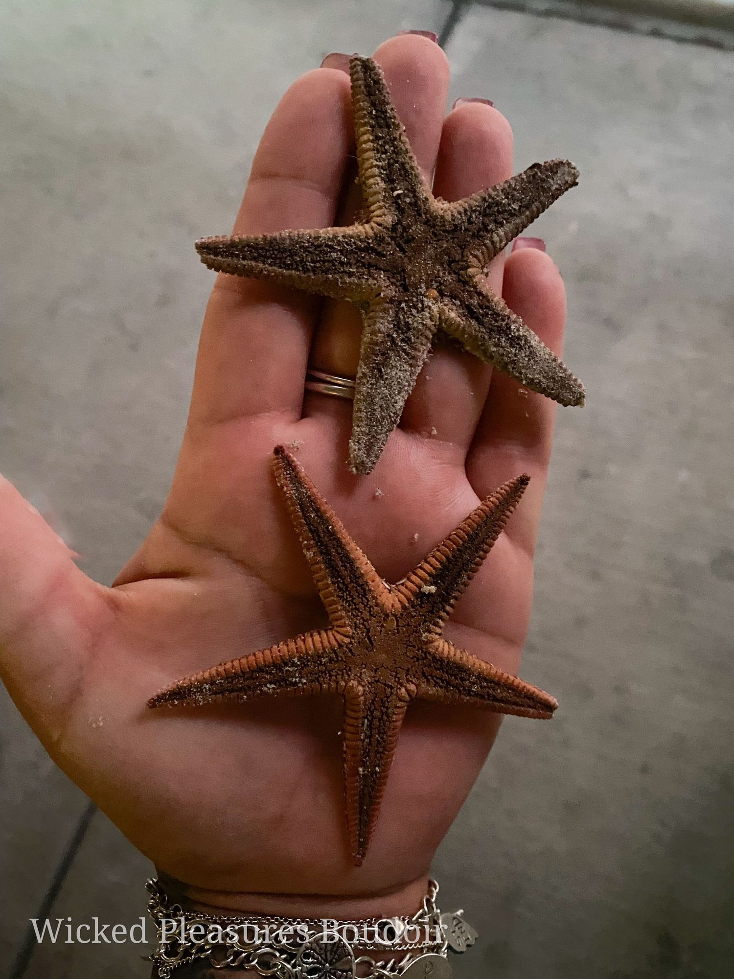 Live Starfish