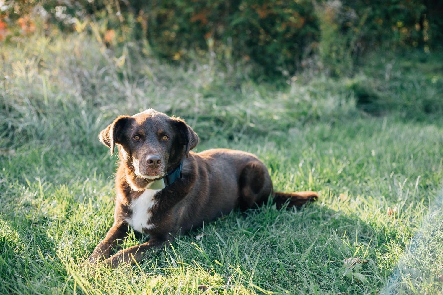 Chocolate Labrador mix dog lying in sunny green grass with colorful autumn foliage background.