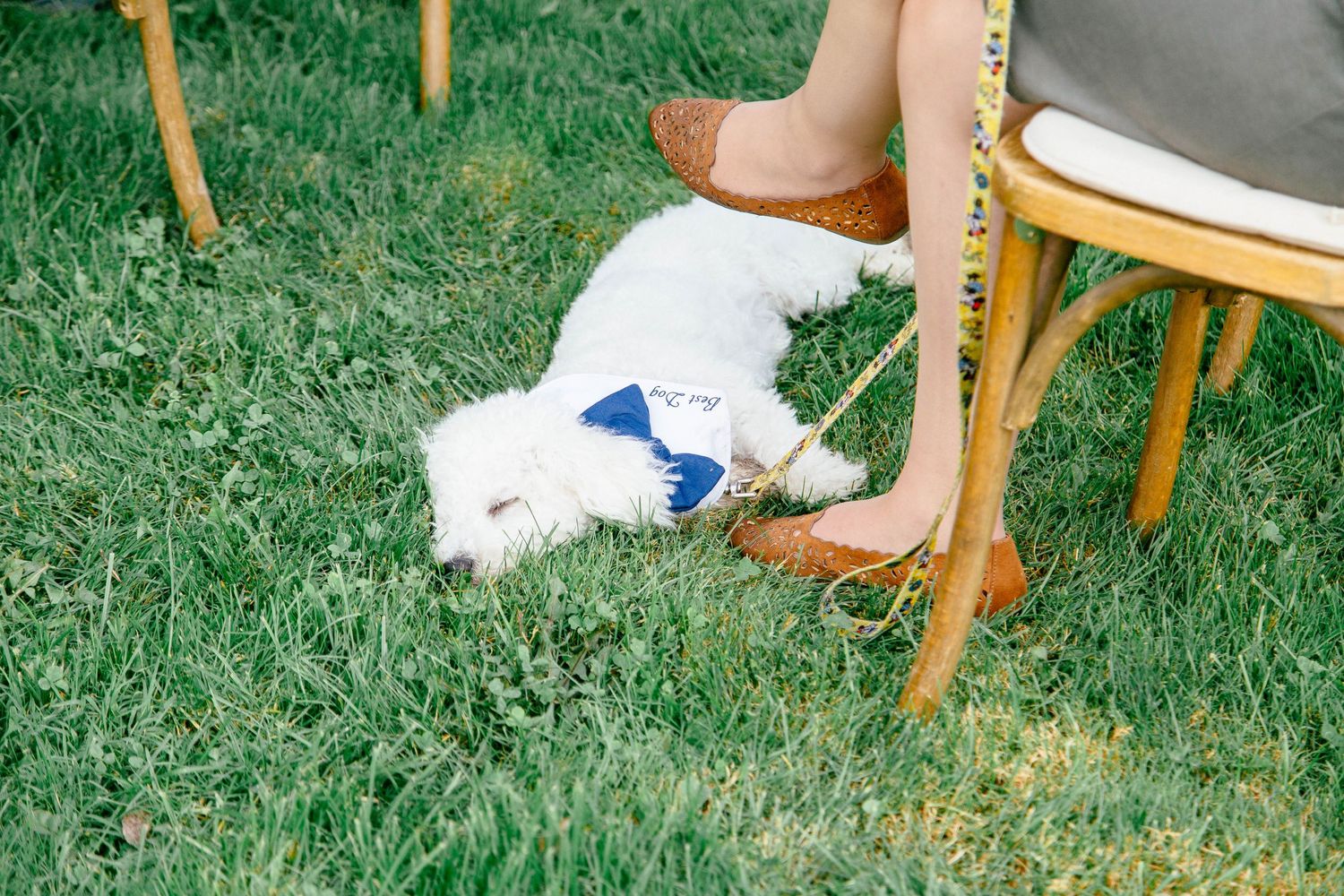 White fluffy dog wearing a blue bow tie rests on grass under a chair at a wedding.