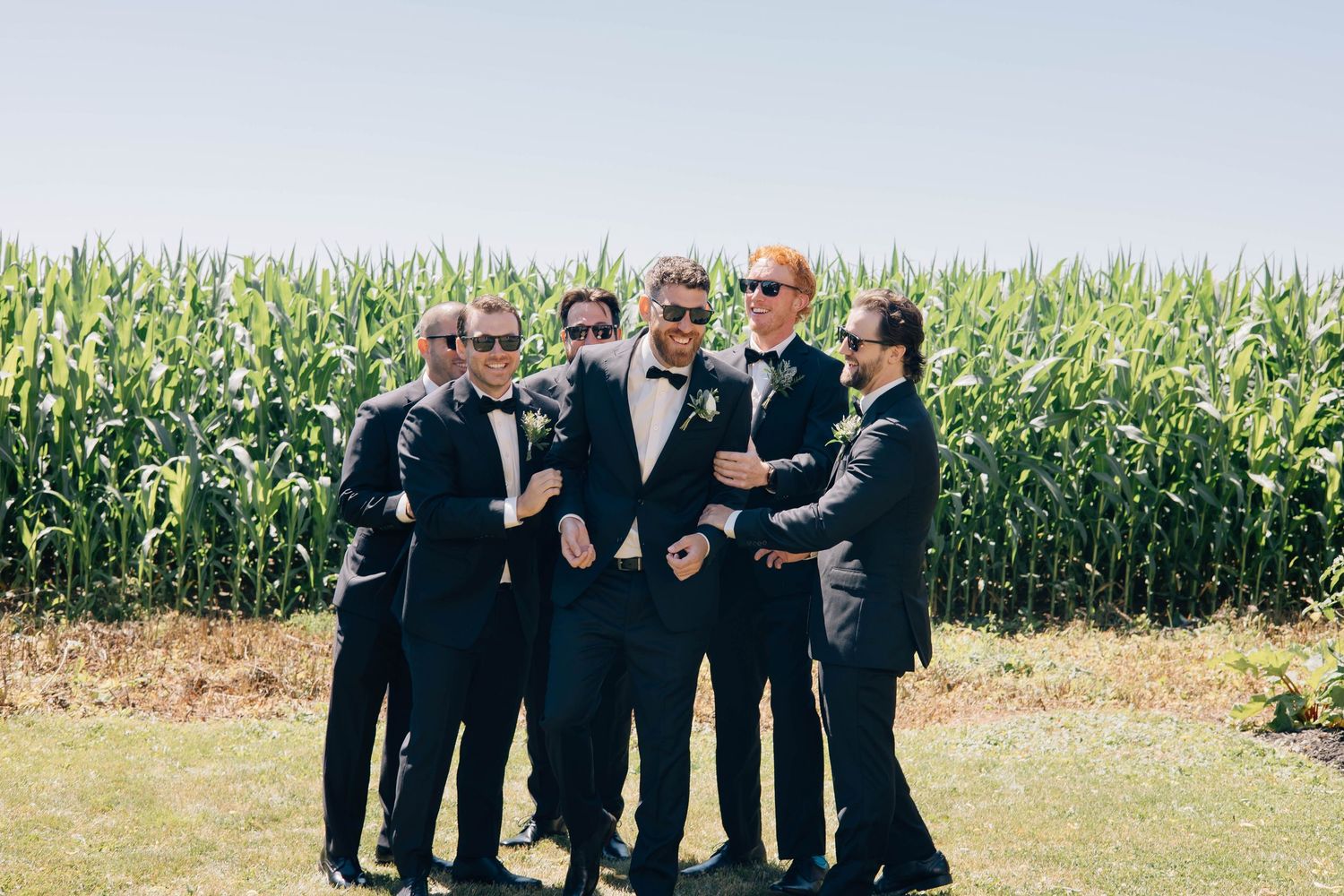 Groom and groomsmen in black tuxedos laughing and posing together in front of a tall green cornfield.