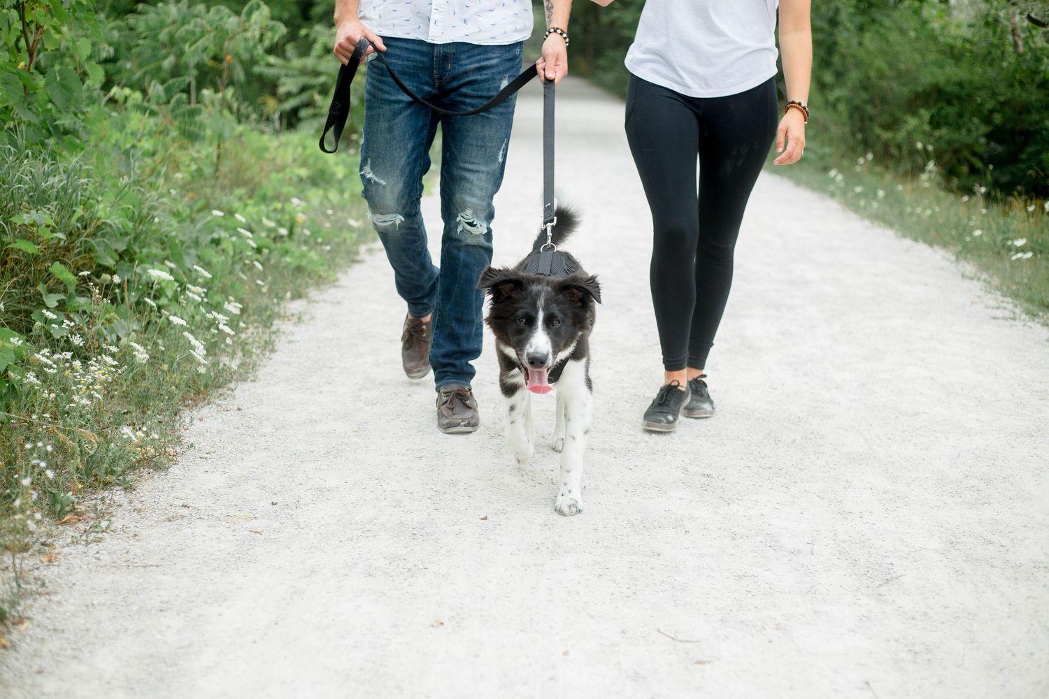 Couple walking their black and white Border Collie dog on a gravel path surrounded by lush greenery.