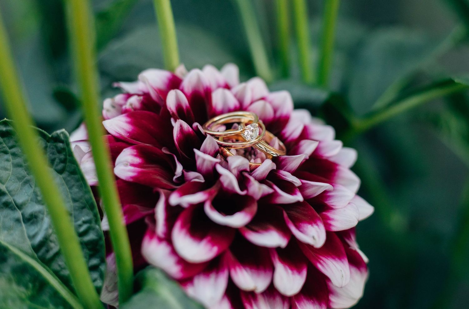 Gold wedding rings rest on a deep red and white dahlia flower surrounded by green foliage.