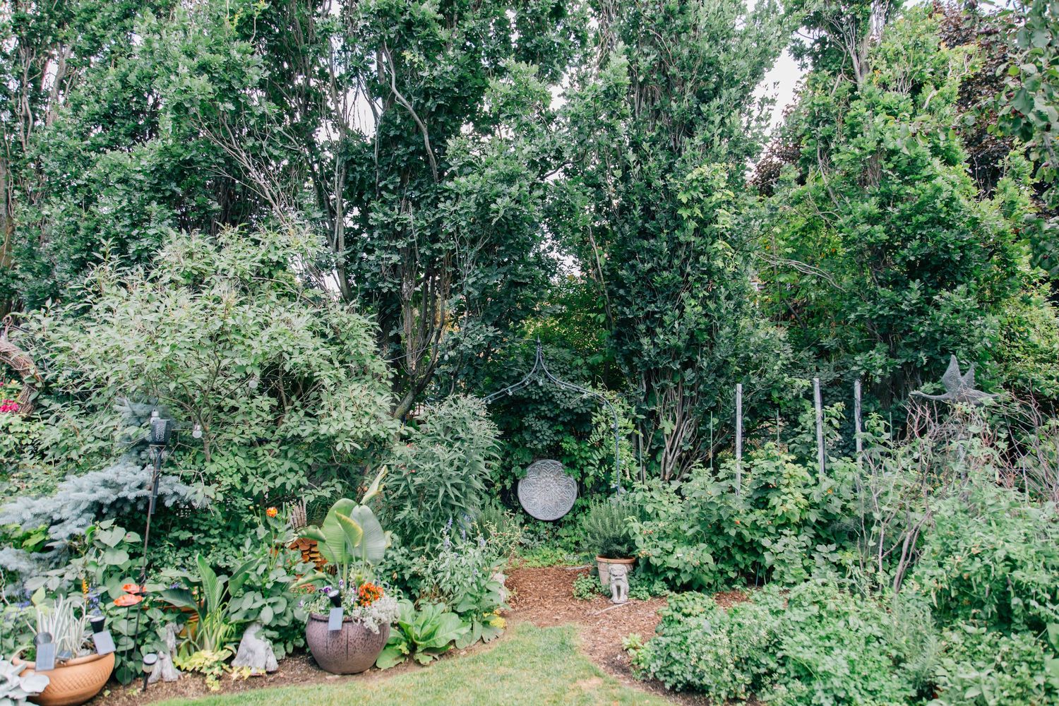 A lush, overgrown garden with diverse green plants, trees, and decorative elements in a backyard setting.