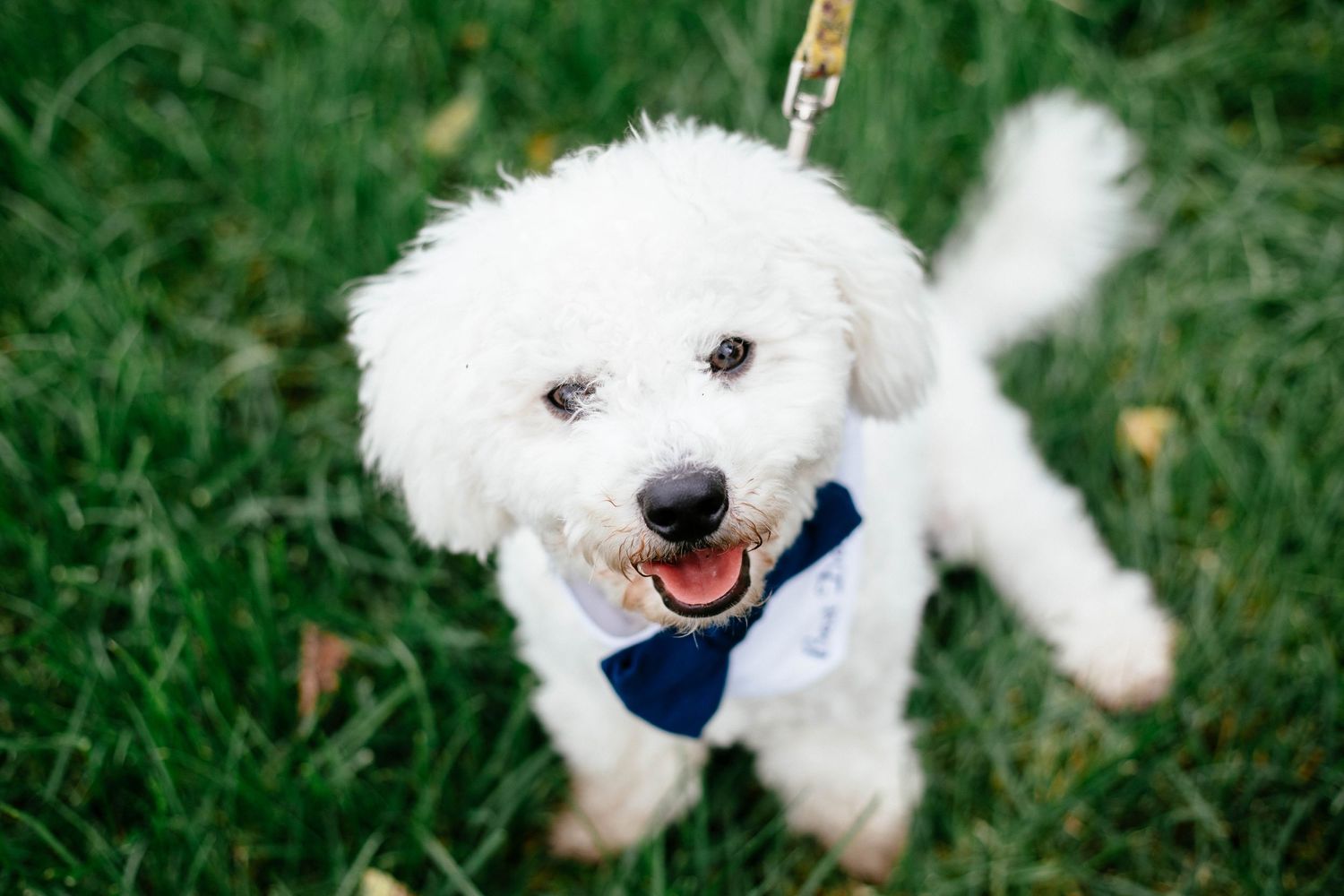 Adorable fluffy white dog wearing a navy bow tie sits on green grass at a wedding celebration.