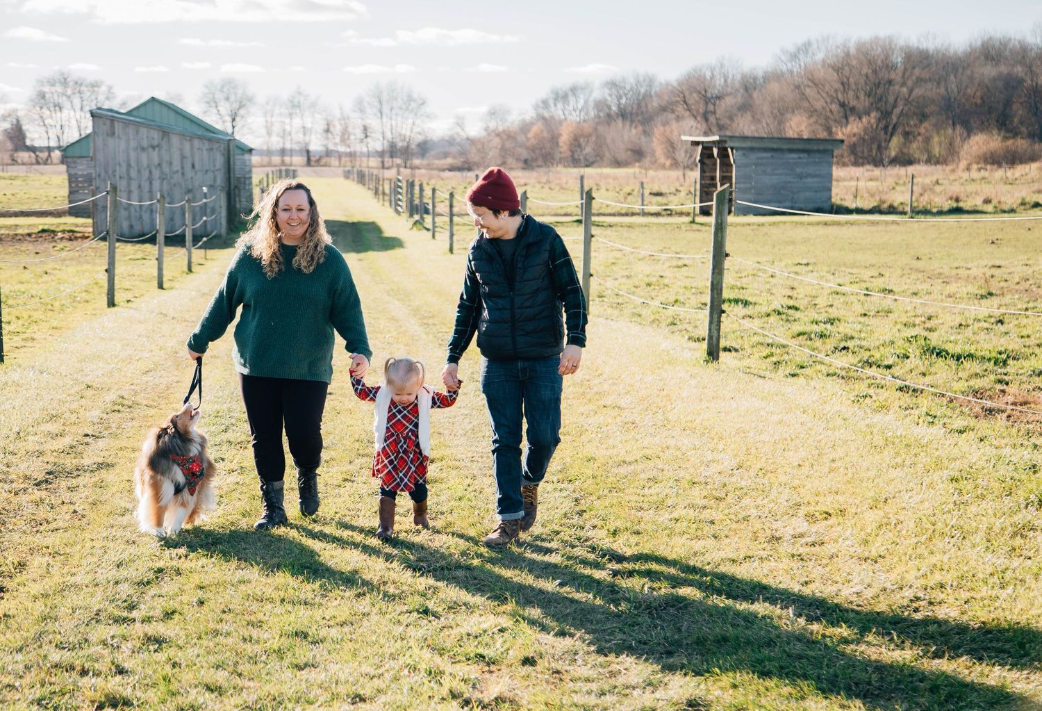 Family with toddler and Sheltie dog walking hand-in-hand through a sunny farm field.