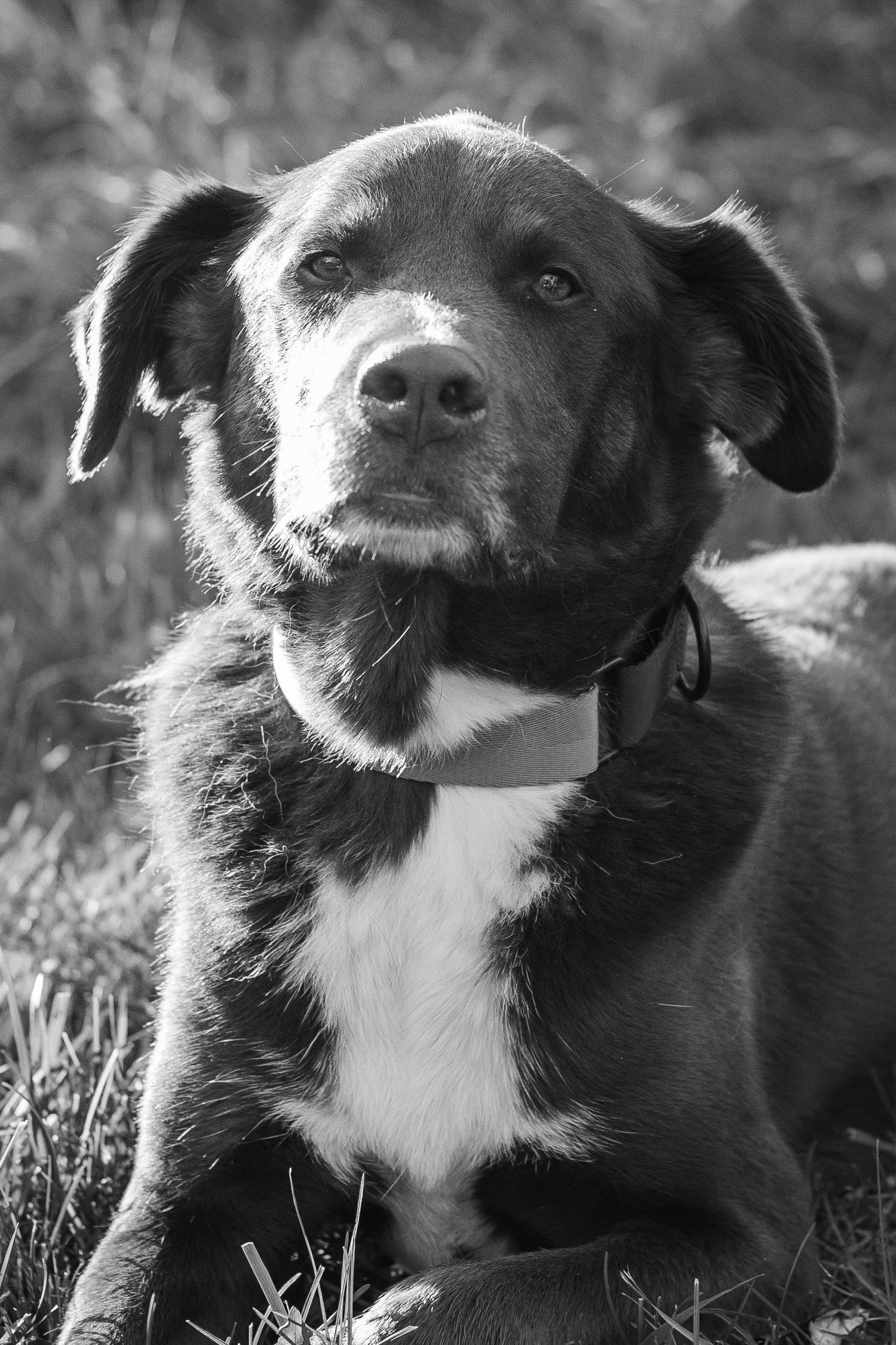 Black and white portrait of a chocolate Labrador mix dog lying in grass wearing a collar.
