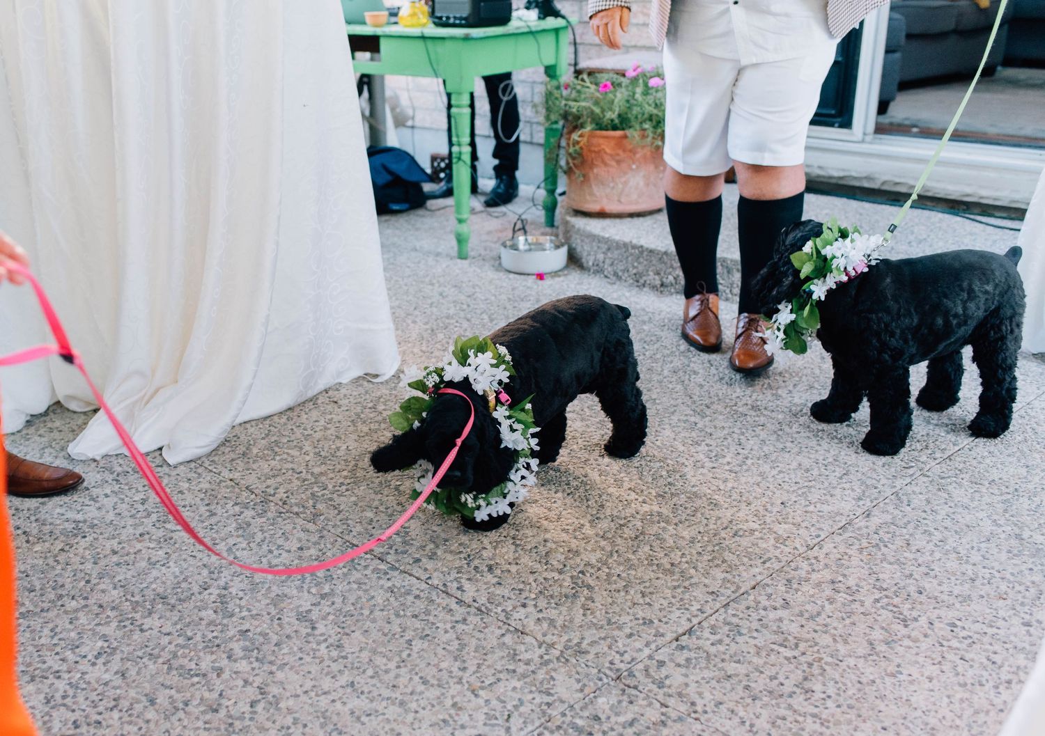 Two small black dogs wearing floral wreaths walk down the wedding aisle on pink leashes during outdoor ceremony.