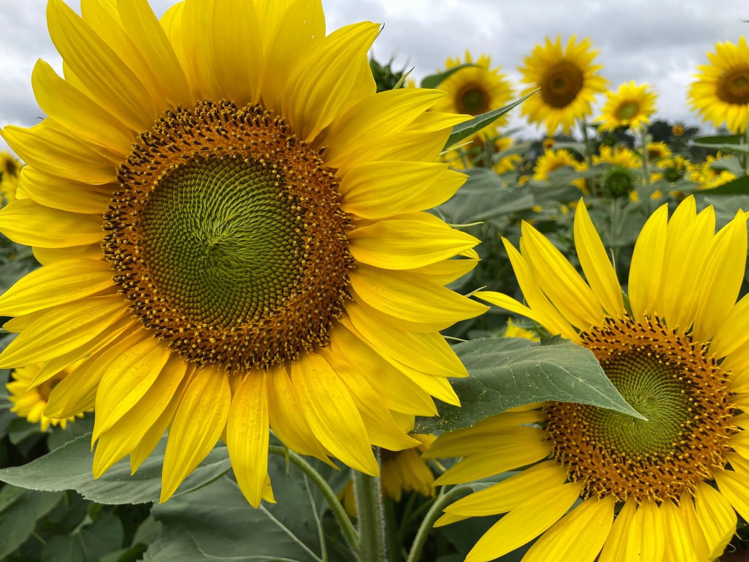 Lannon Wisconsin Sunflower Farm Photographer Sussex Menomonee Falls Germantown