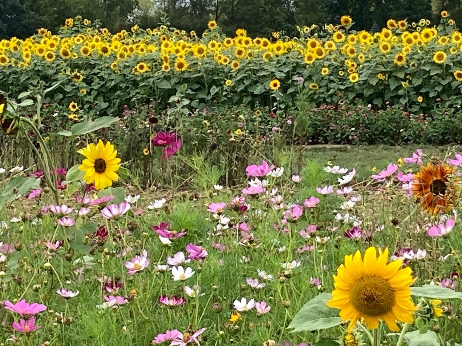 Lannon Wisconsin Sunflower Farm Photographer Sussex Menomonee Falls Germantown