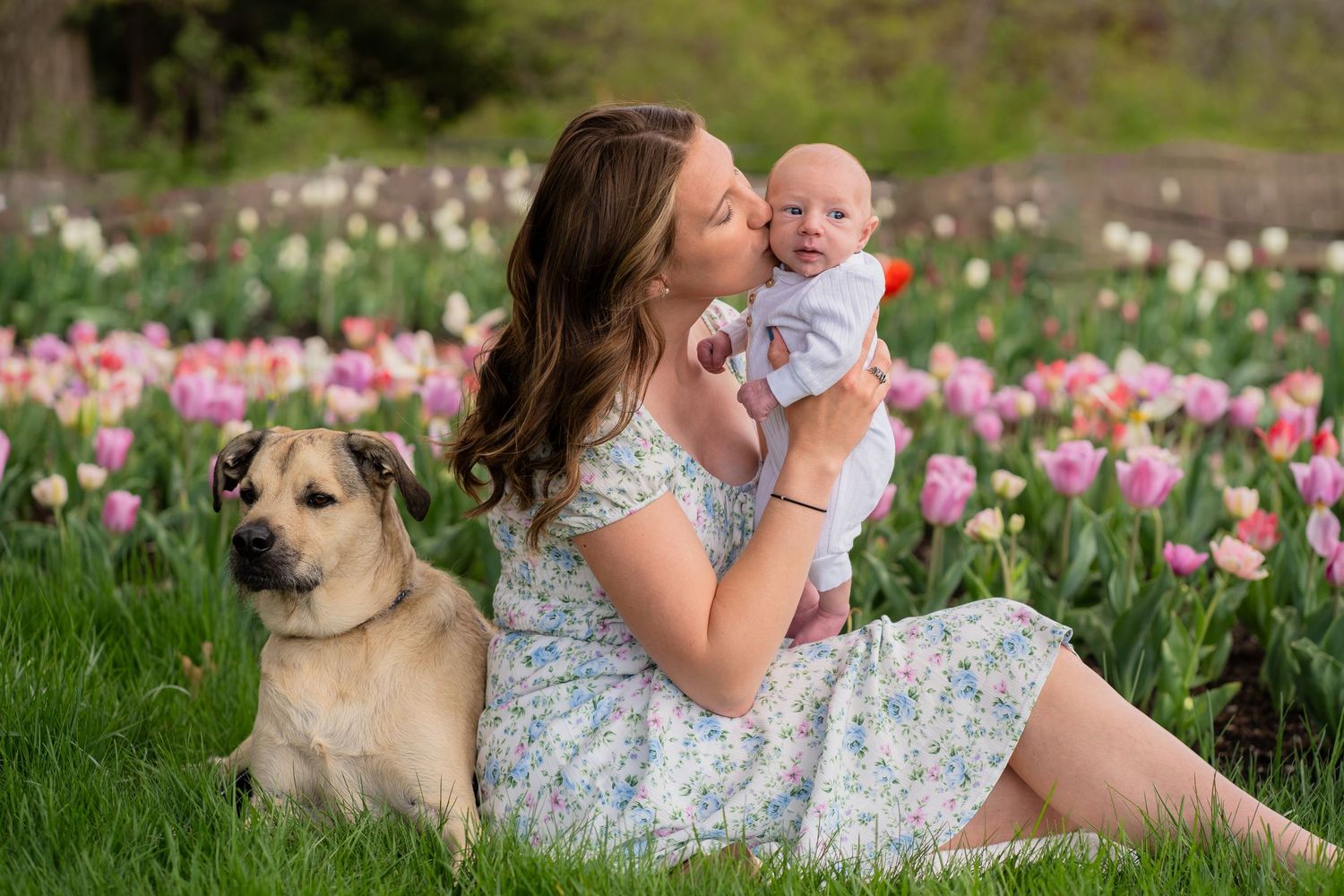 A floral dress-clad parent and laughing baby pose in a spring tulip field with their loyal dog companion at their side.