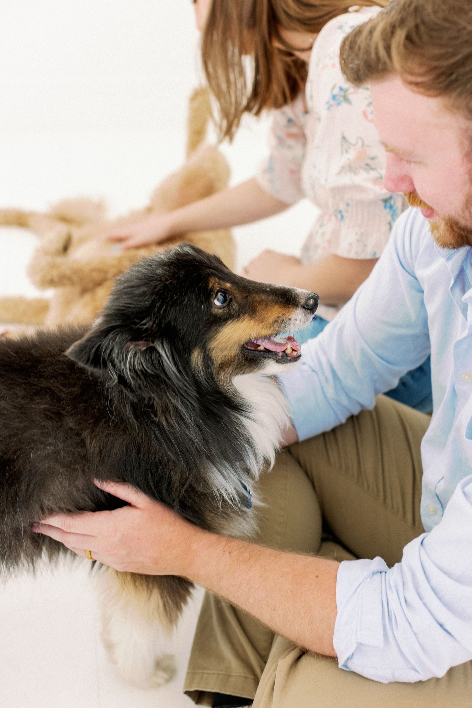 A Shetland Sheepdog with black and white fur receives affection and pets while resting on someone's lap.