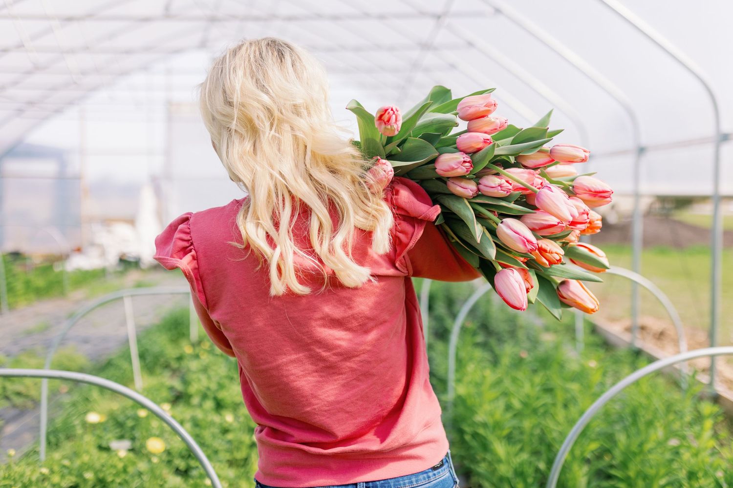 A person in a red shirt holding fresh pink tulips in a greenhouse with green plants in the background.