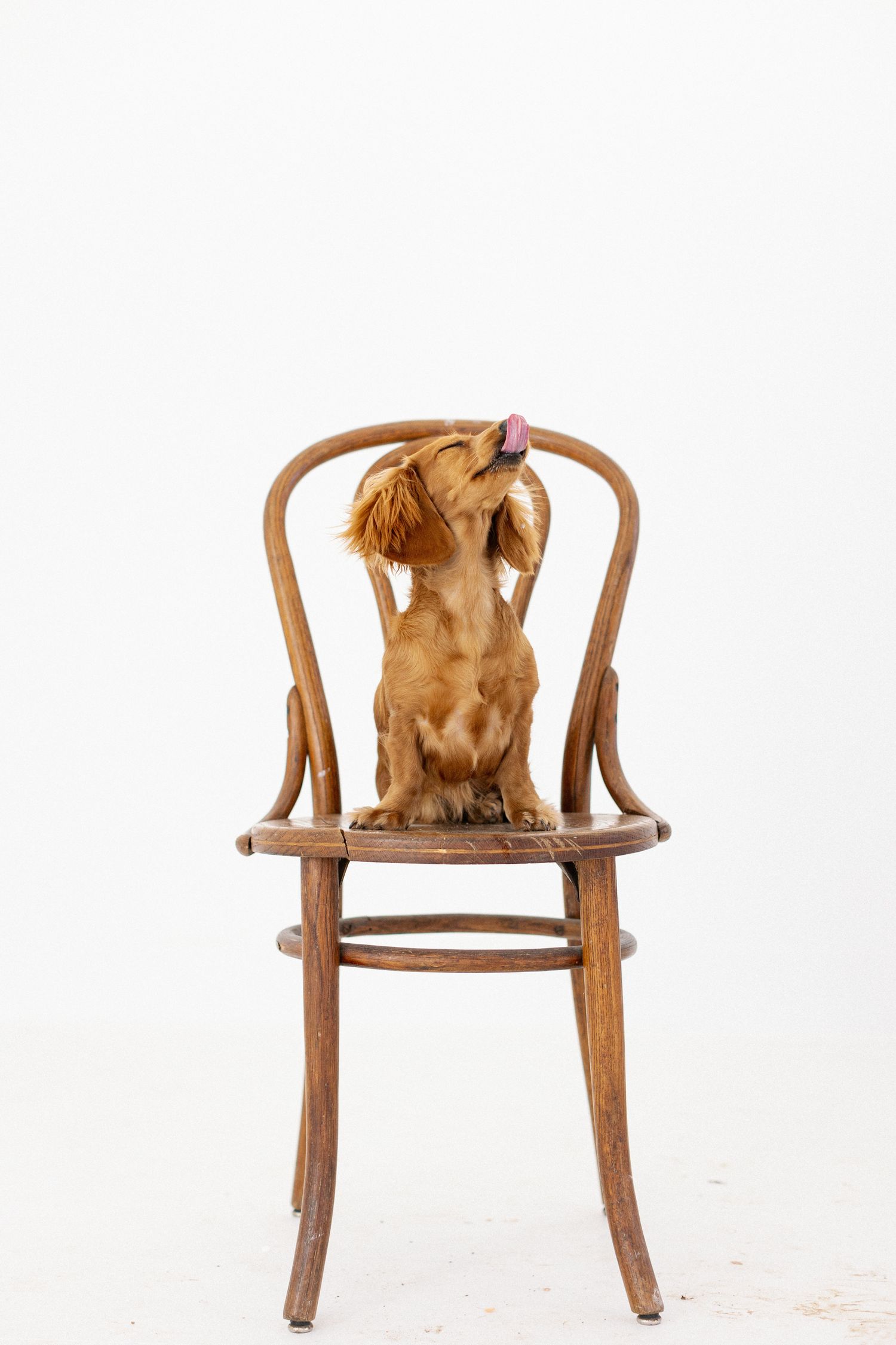 A golden cocker spaniel puppy sits on a vintage wooden bentwood chair against a white background.