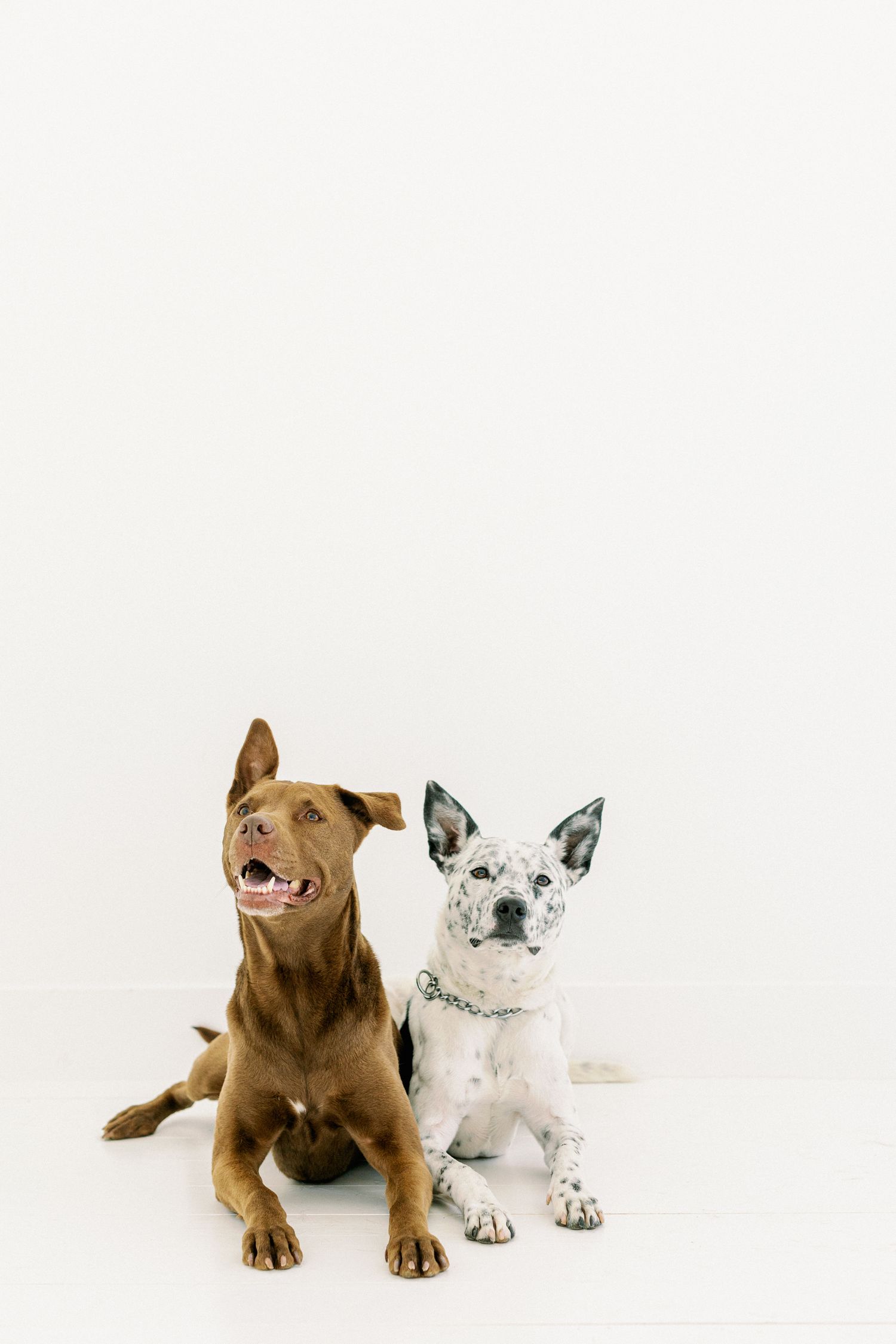 Two friendly dogs, one brown and one white, sitting together against a white background in a studio setting.
