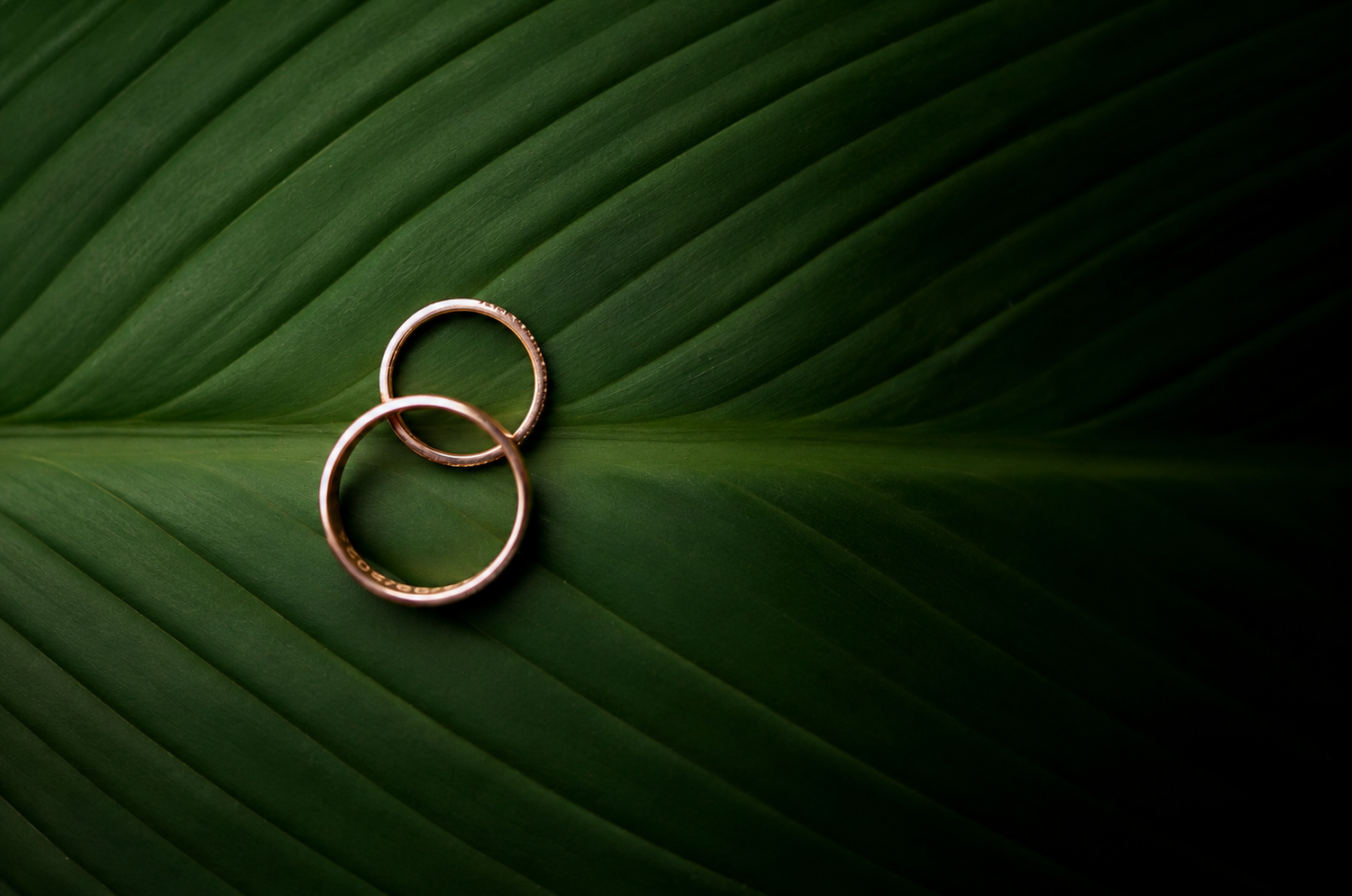 Two gold wedding rings intertwined on a vibrant green tropical leaf, symbolizing love and commitment.