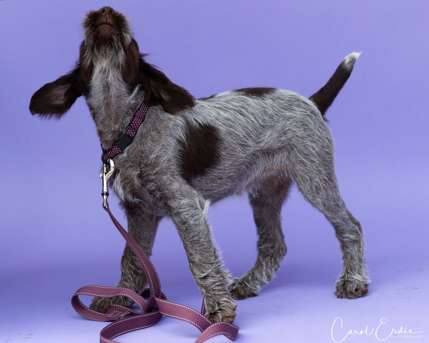 Wirehaired Pointing Griffon puppy, standing on a purple background, looking playful in Half Moon Bay, CA.
