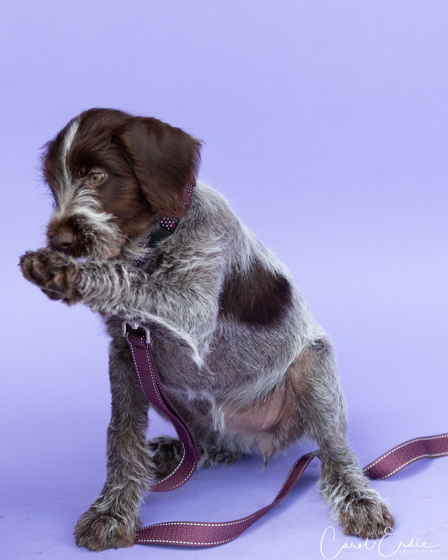 Wirehaired Pointing Griffon puppy sitting on a purple background, pawing playfully in Half Moon Bay, CA.