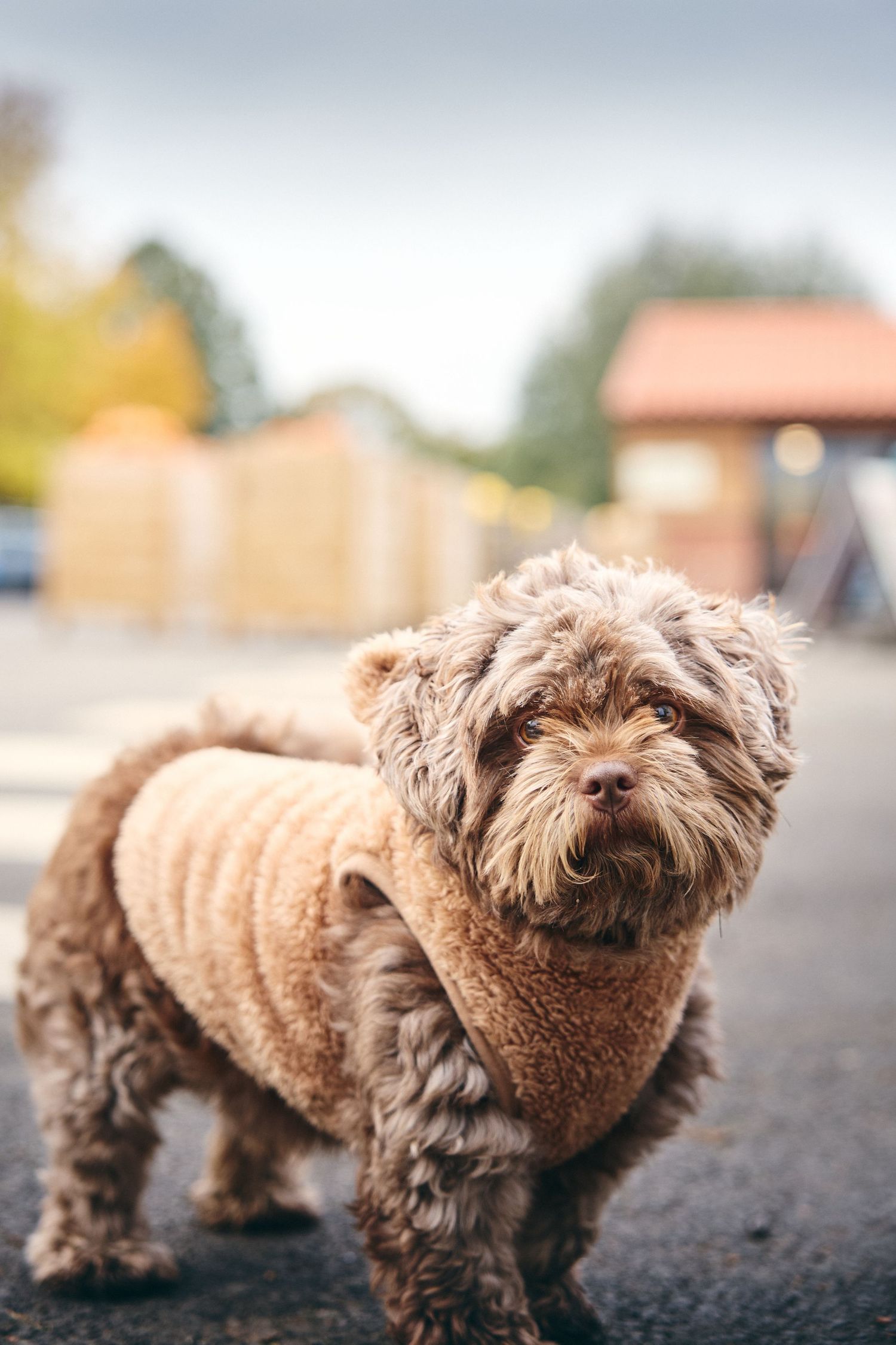 Small brown fluffy dog standing on gravel path near pumpkin display.