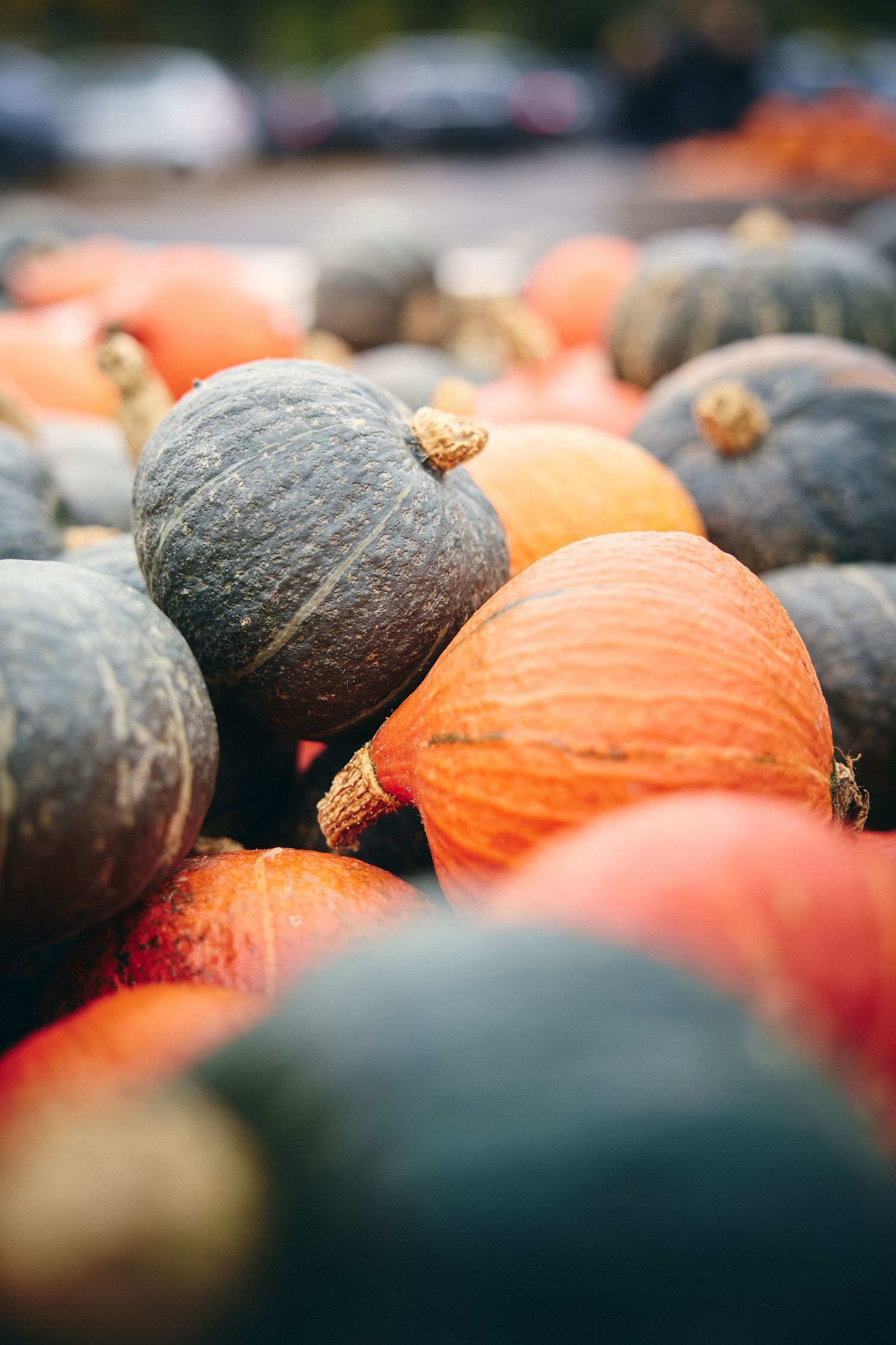 Orange and dark green pumpkins arranged together showing contrasting colors and textures.