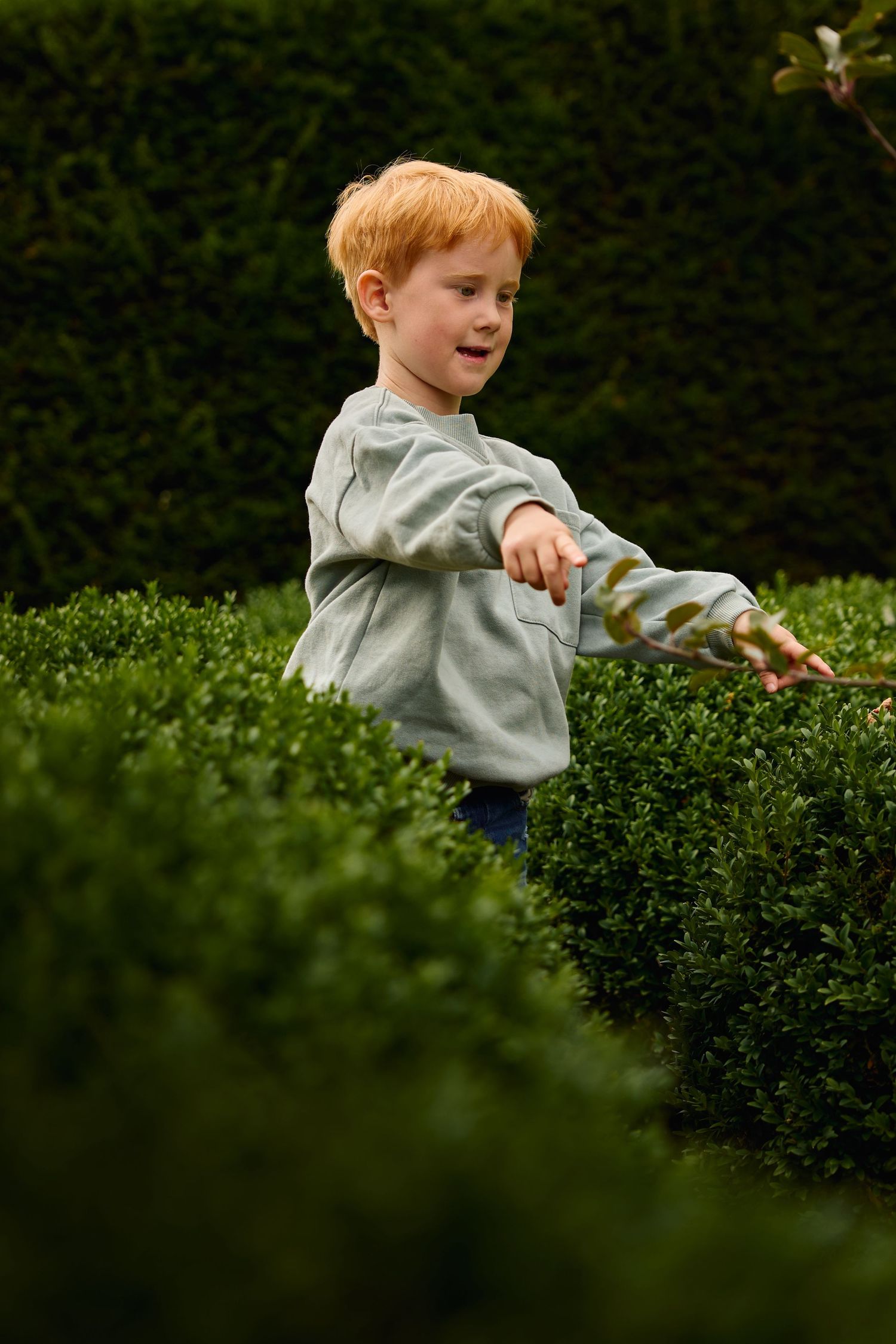 Child playing hide and seek behind green garden hedges.