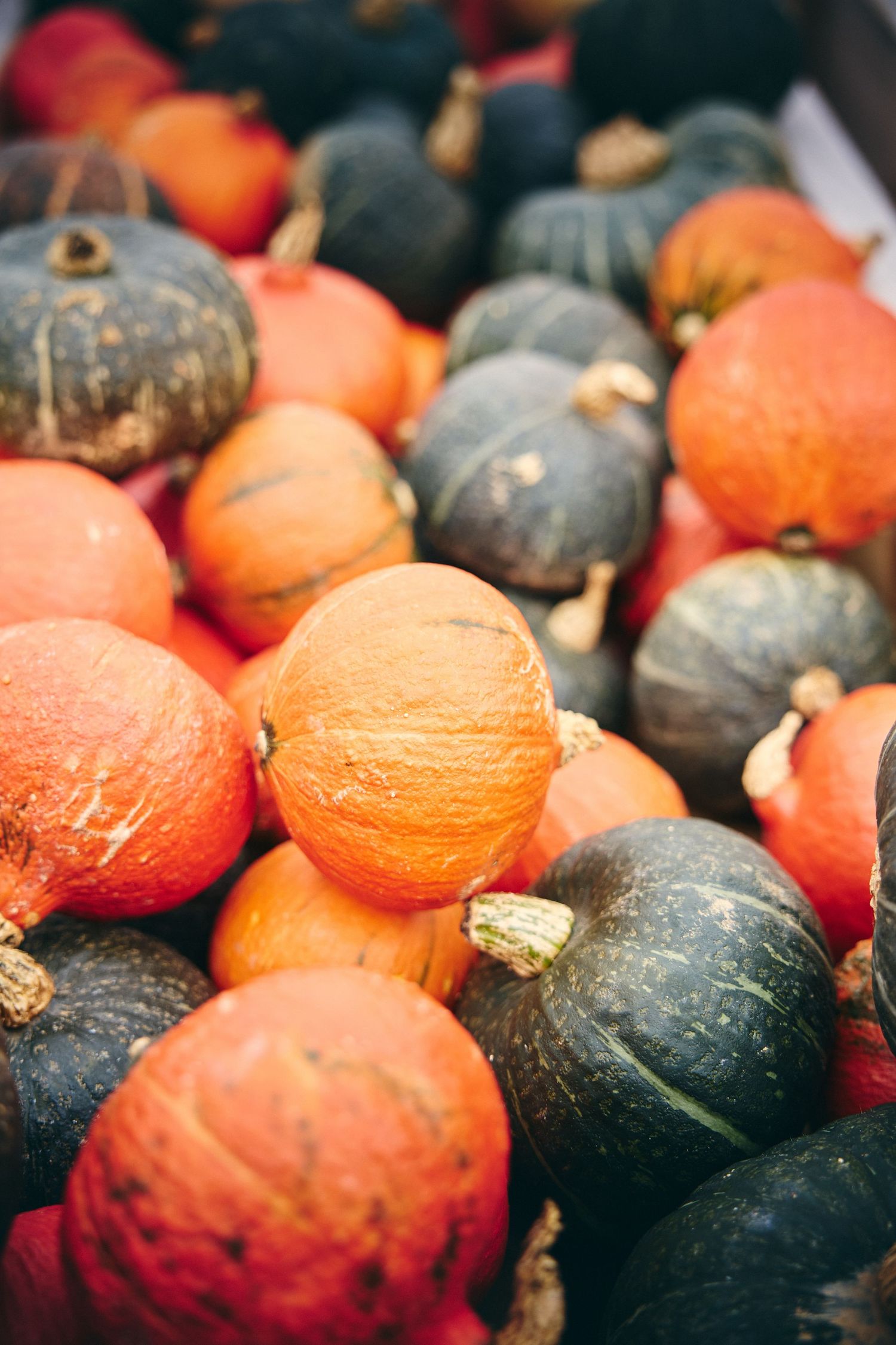 Close-up of orange and dark green pumpkins showing varied sizes and textures.