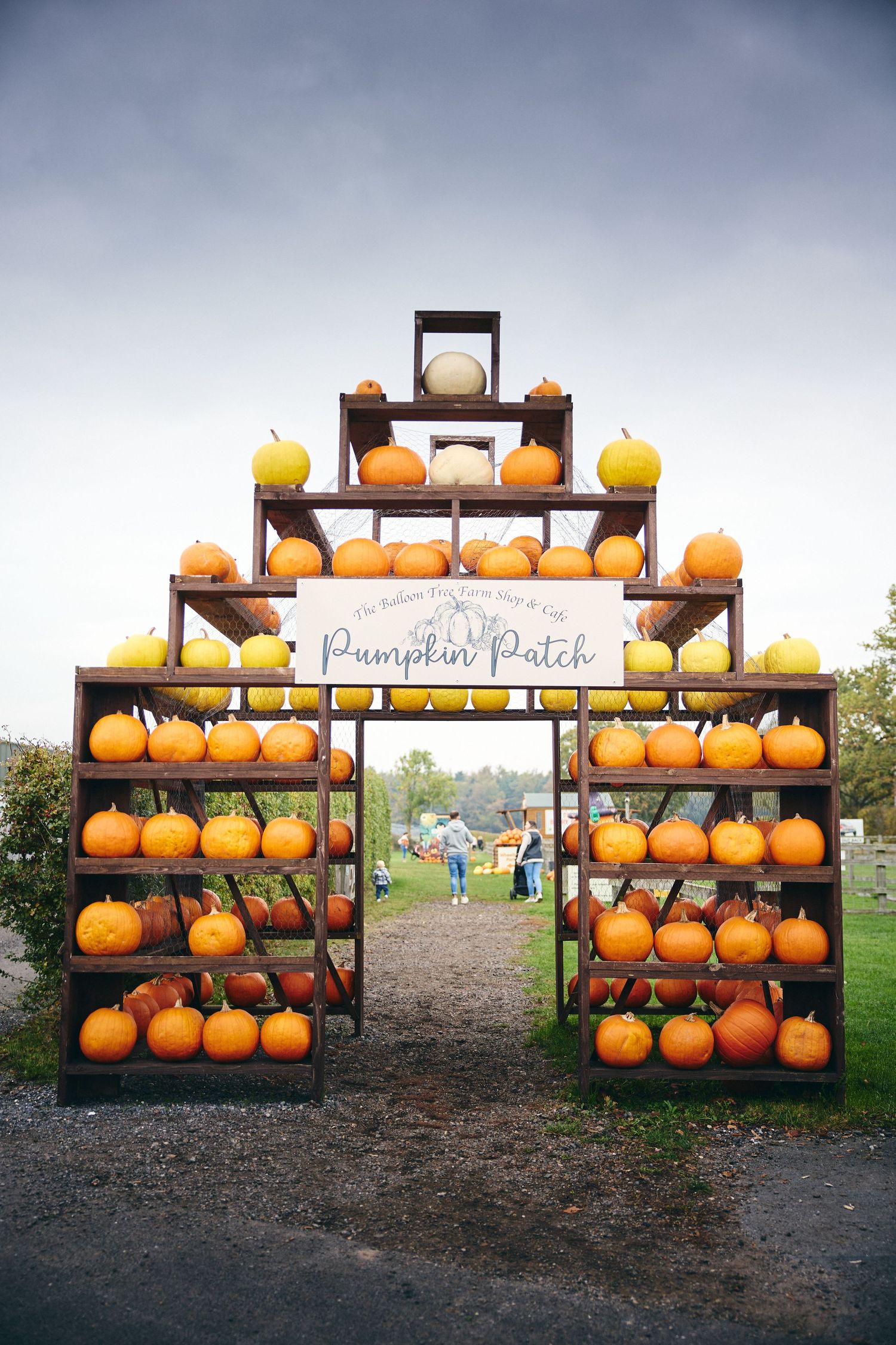 Rows of orange pumpkins displayed on wooden shelves at a pumpkin patch with a cloudy sky backdrop.