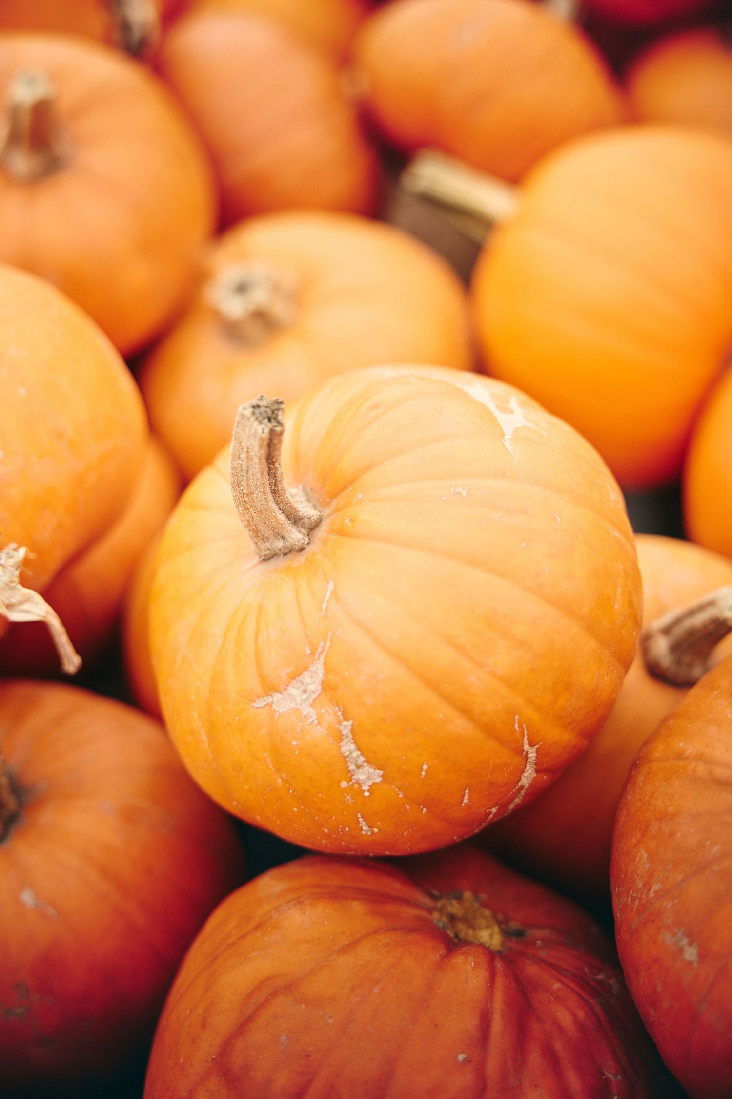 Close-up view of bright orange pumpkins lined up at a pumpkin patch during autumn harvest season.