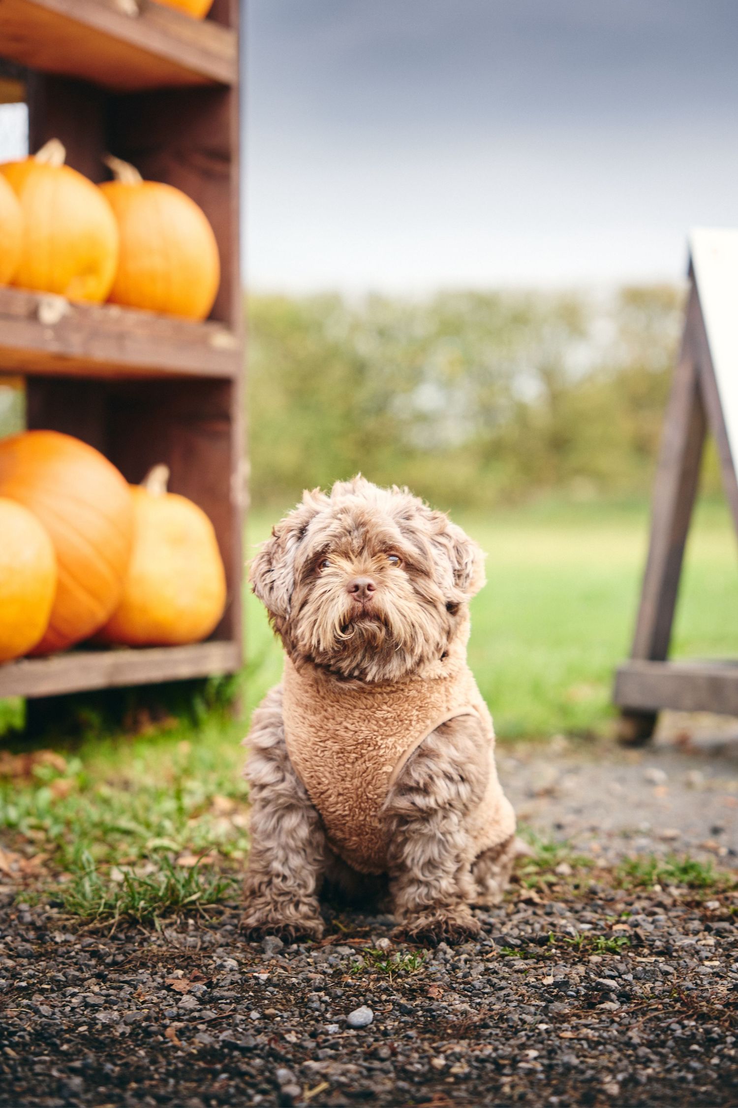 Fluffy brown dog sitting on gravel near wooden pumpkin display shelves.