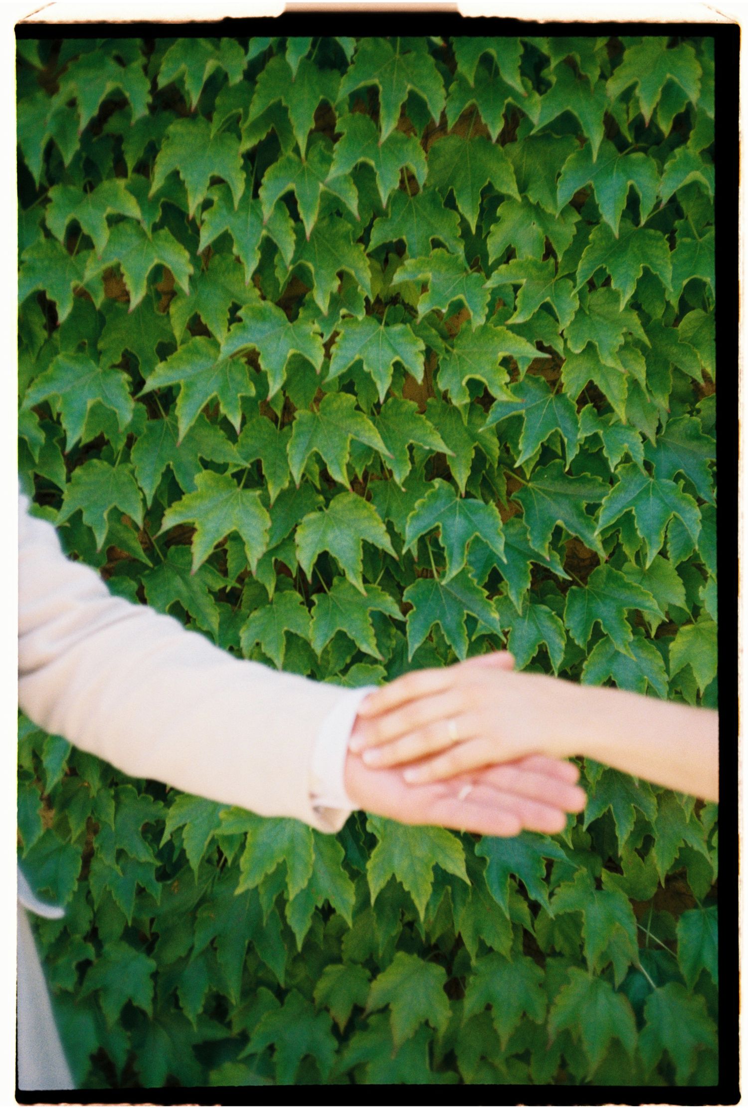 Editorial detail of two hands reaching toward each other against a green ivy wall.