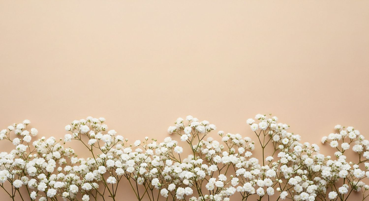 Delicate white baby's breath flowers arranged along the bottom against a soft beige background.