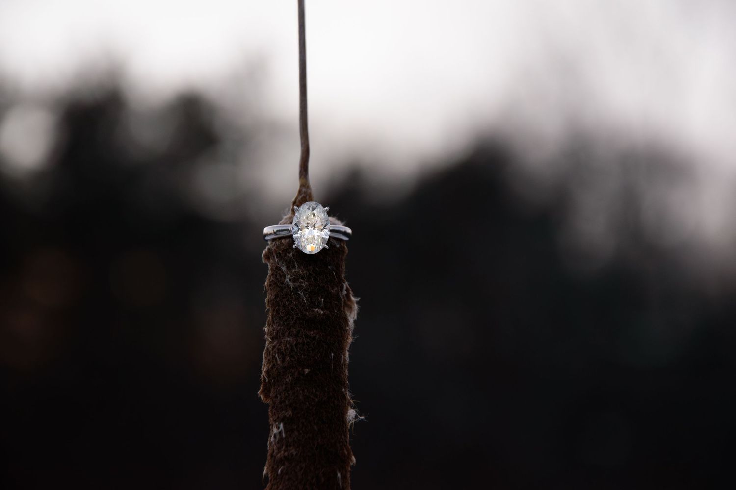 Diamond engagement ring balanced on a rustic branch with blurred dark forest background.