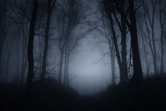 Eerie misty dark forest path at night with bare trees and fog creating a haunting atmosphere.