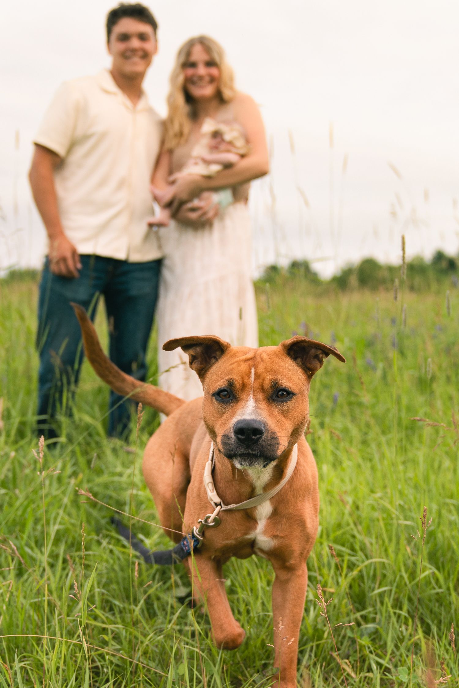 Happy couple poses with their brown dog in a grassy field during golden hour.