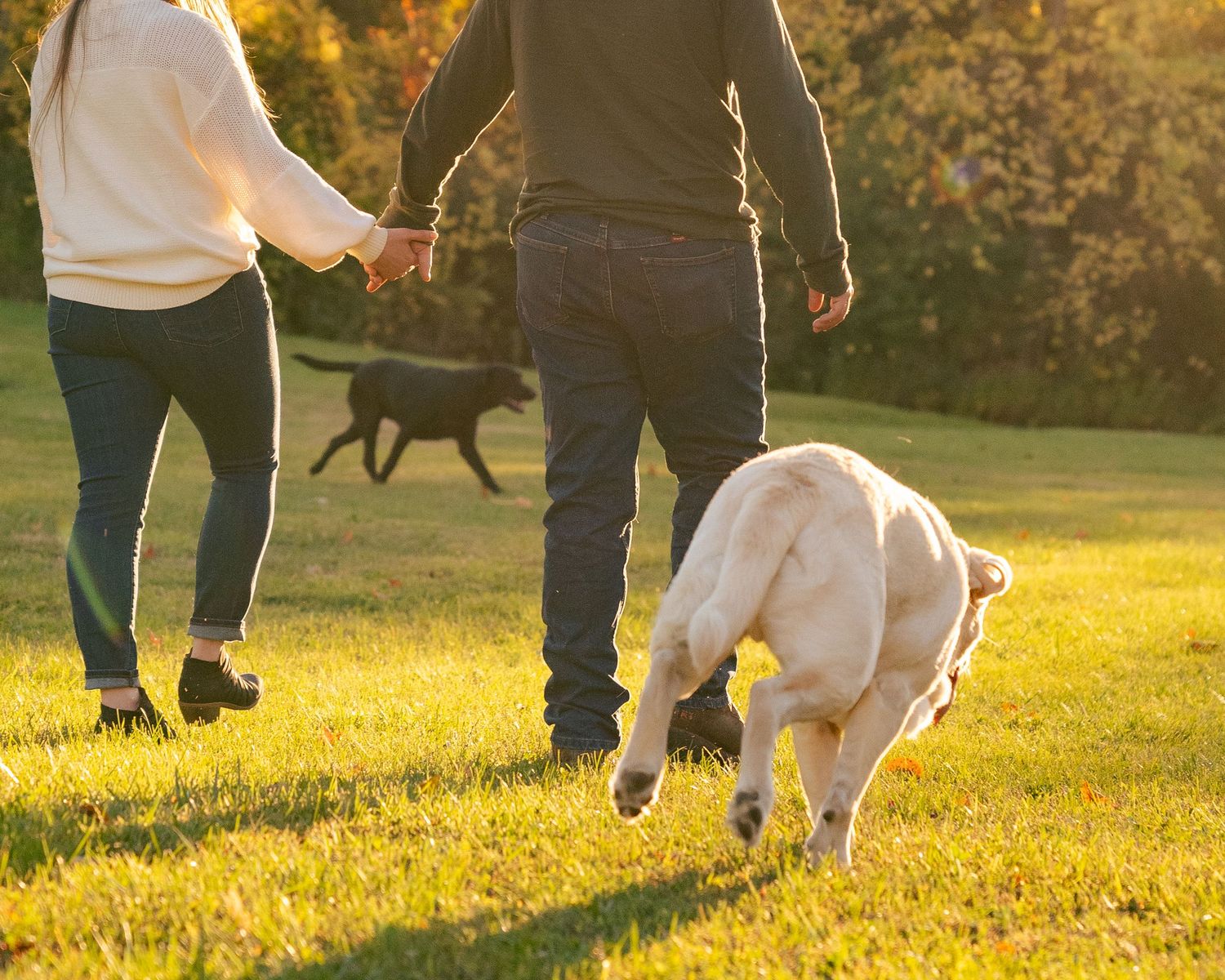A black dog runs playfully through a sunlit grassy field with people walking in the background.