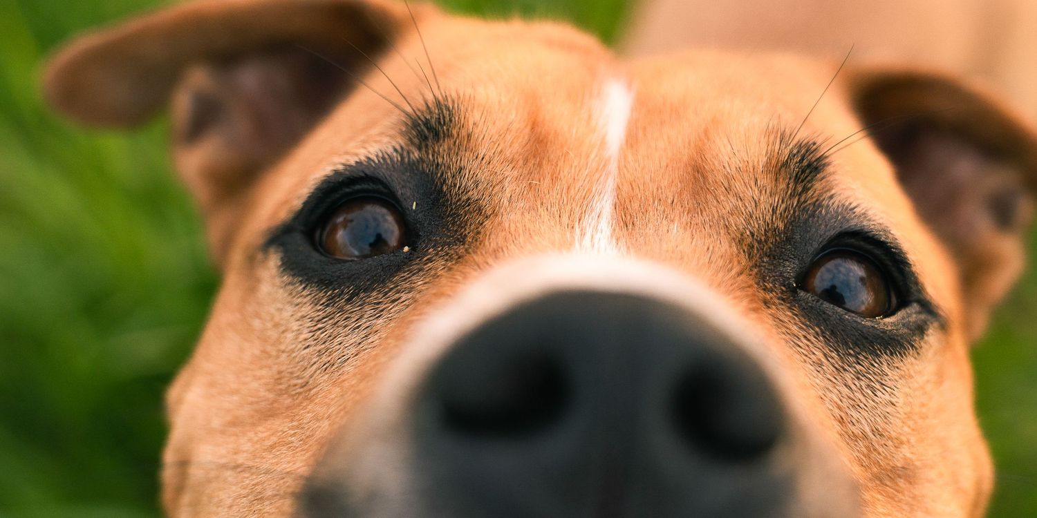 Close-up shot of brown dog's face with expressive eyes.