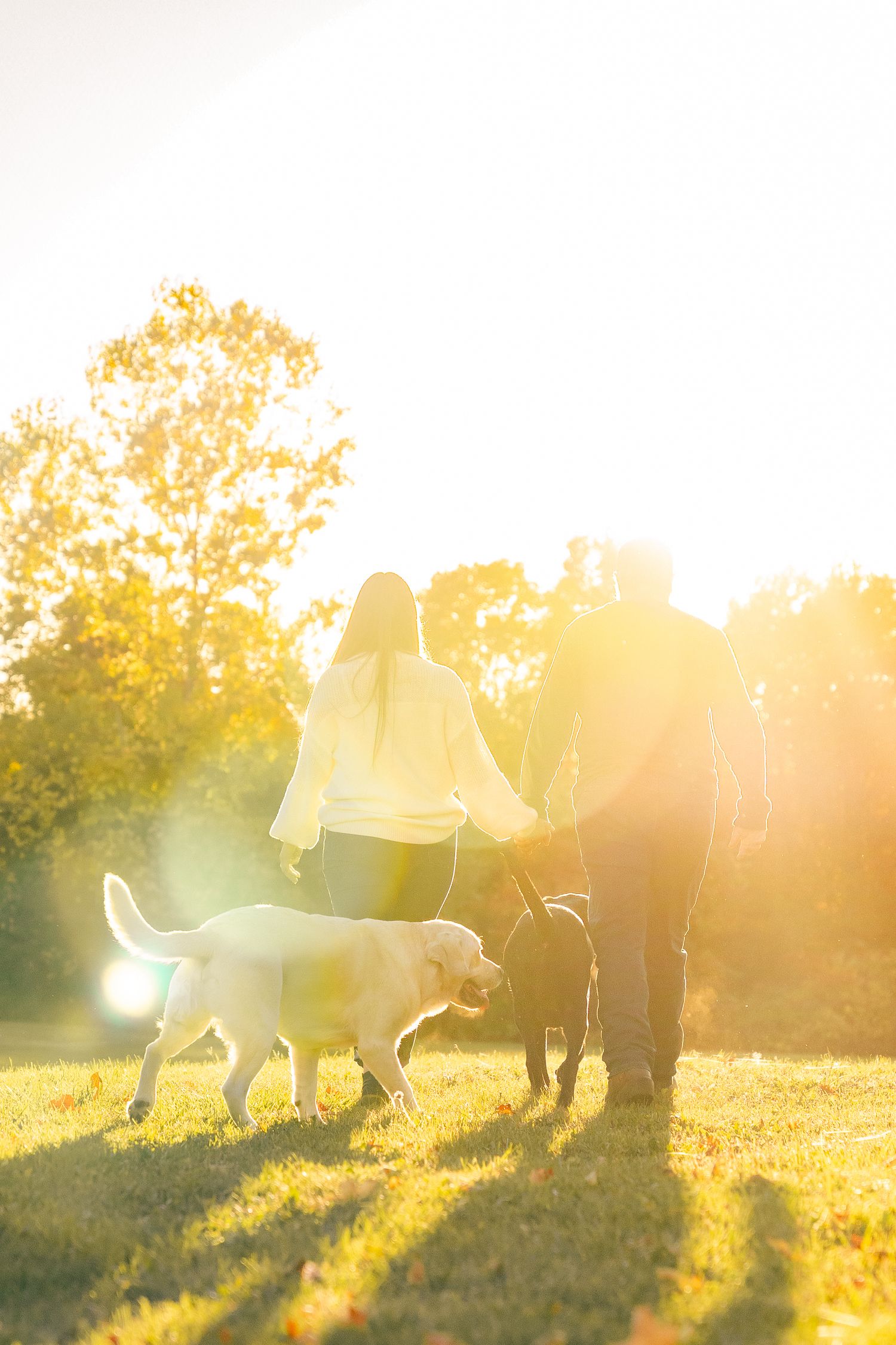 Dogs playing in a sunlit field at golden hour with rays of light streaming through their silhouettes.