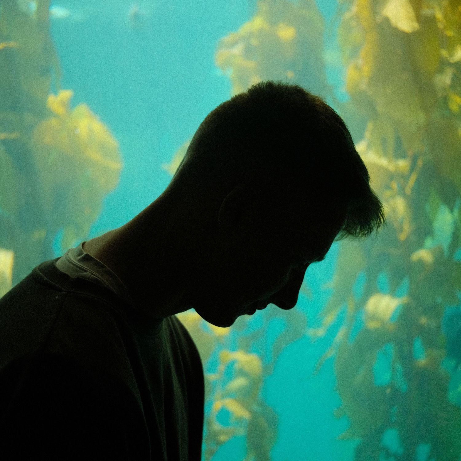 Silhouette against aqua blue aquarium background with floating kelp formations.