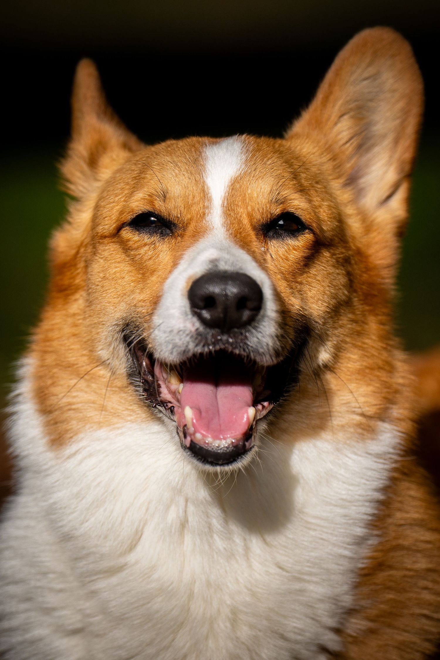 Close-up portraits of a smiling Corgi dog showing happy expressions.