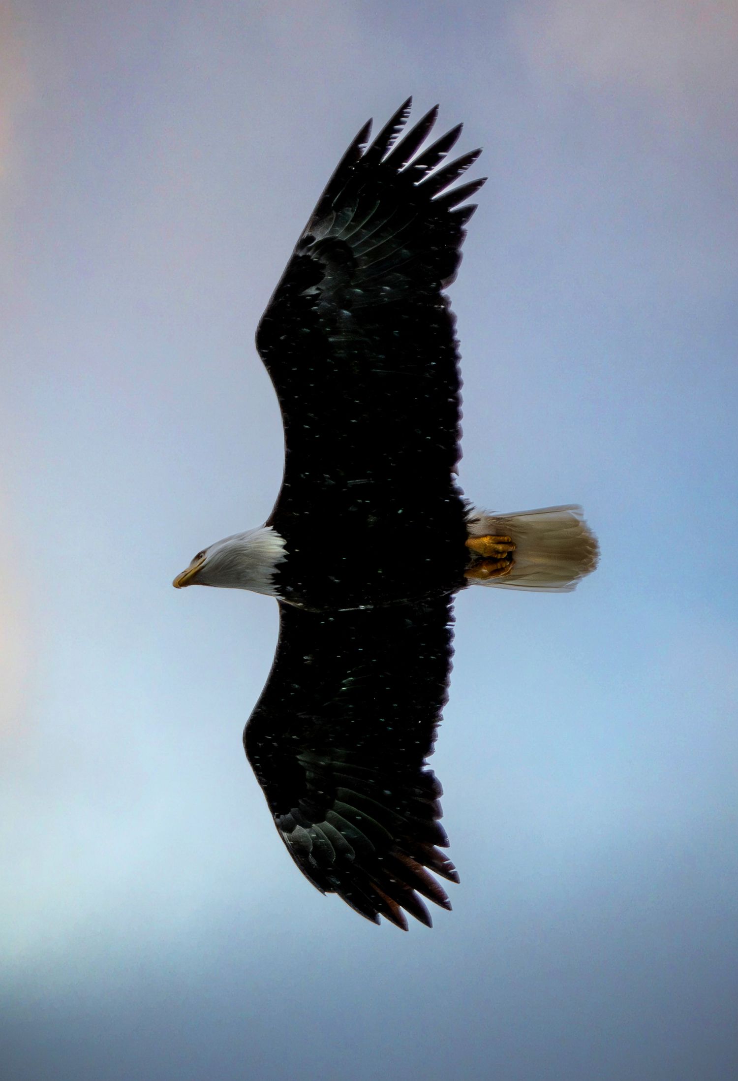 Bald eagle soaring against blue sky with wings fully extended.
