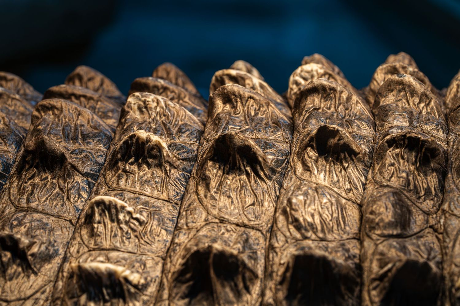 Detailed macro shot of crocodile skin texture showing rough scaled pattern.