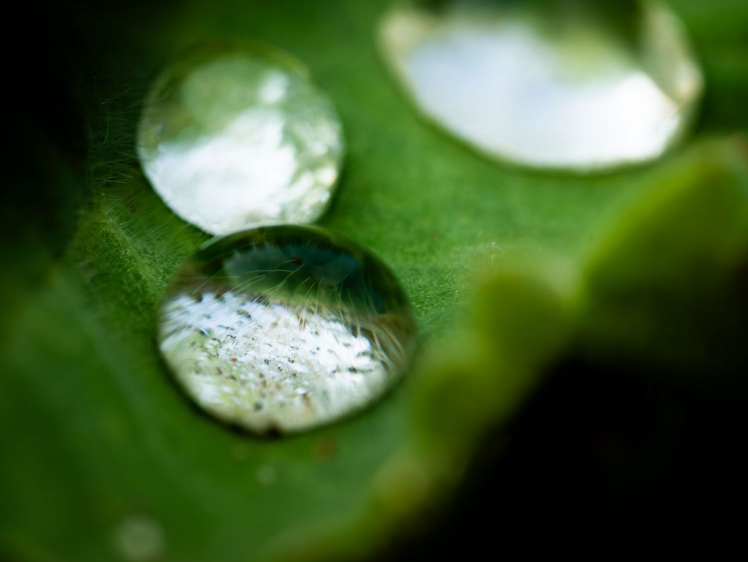 Crystal clear water droplets on a green leaf showing nature's perfect spheres.
