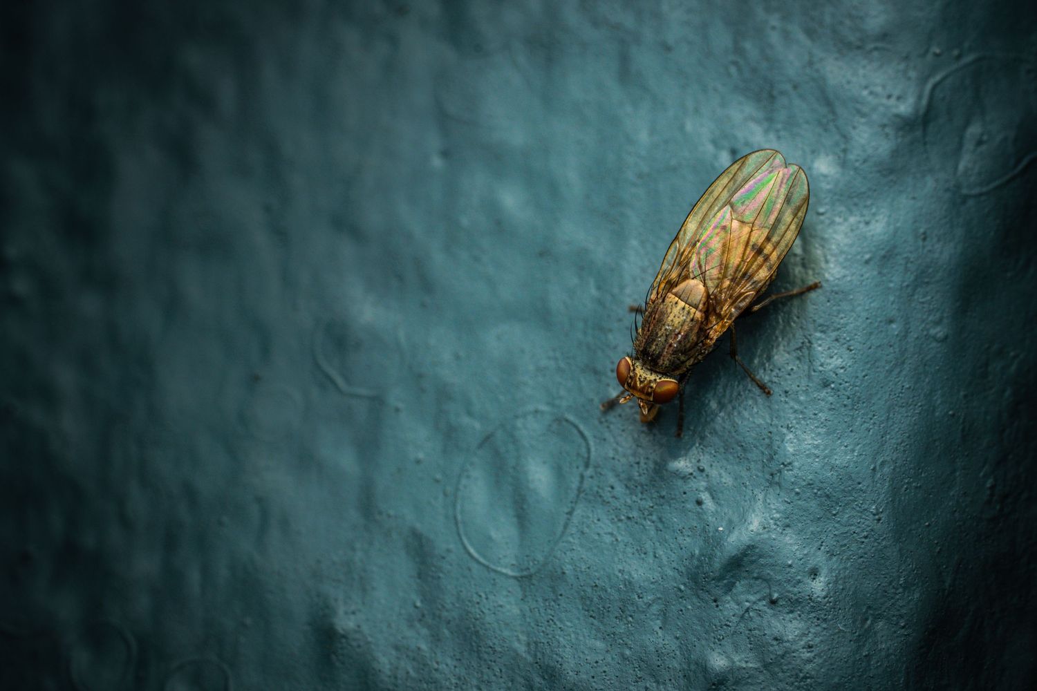 Brown cicada insect perched on textured blue-gray surface.