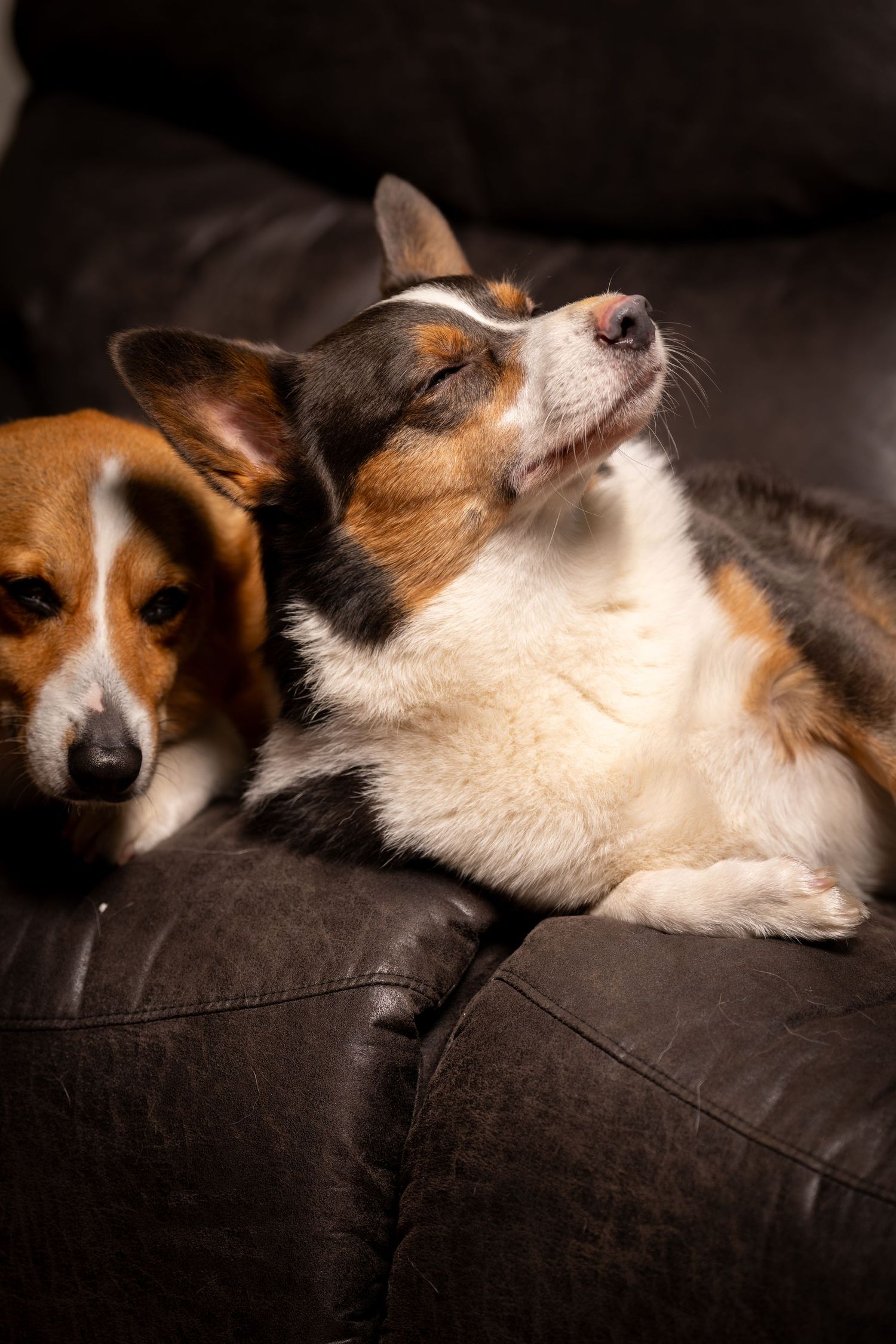 Corgi dog relaxing on dark couch in various resting positions.